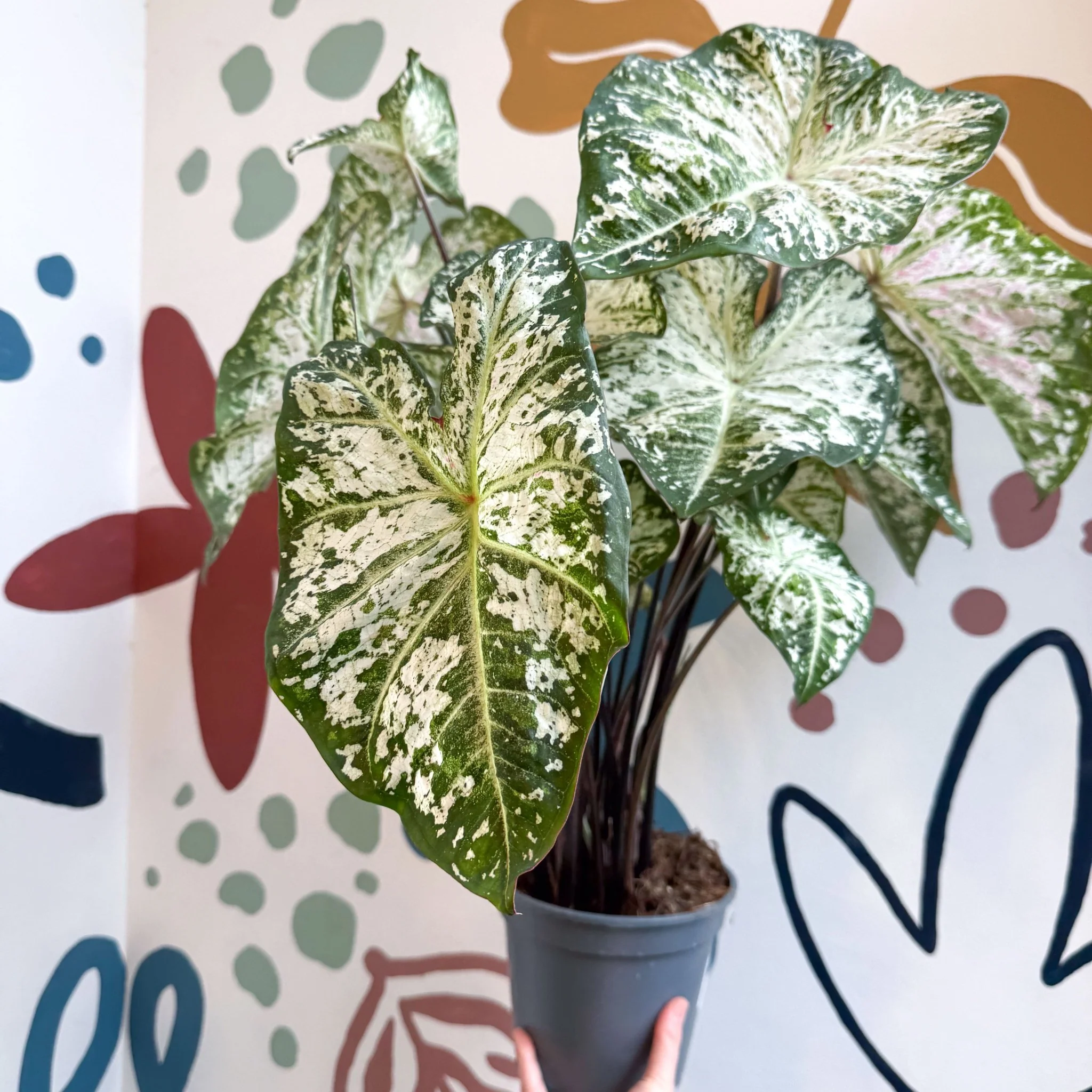 Caladium 'Snow Flurry' - Image 11