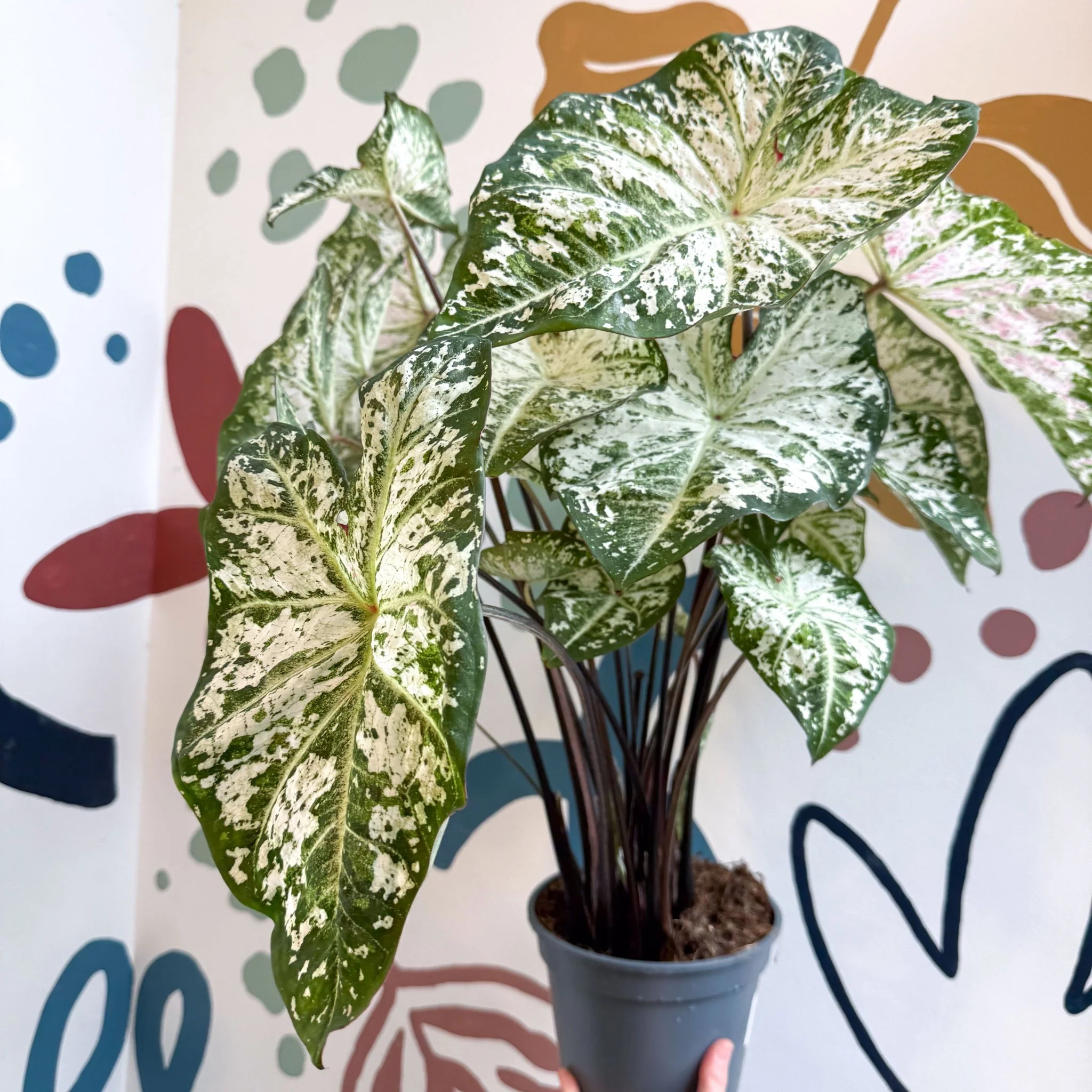 Caladium 'Snow Flurry' - Image 12