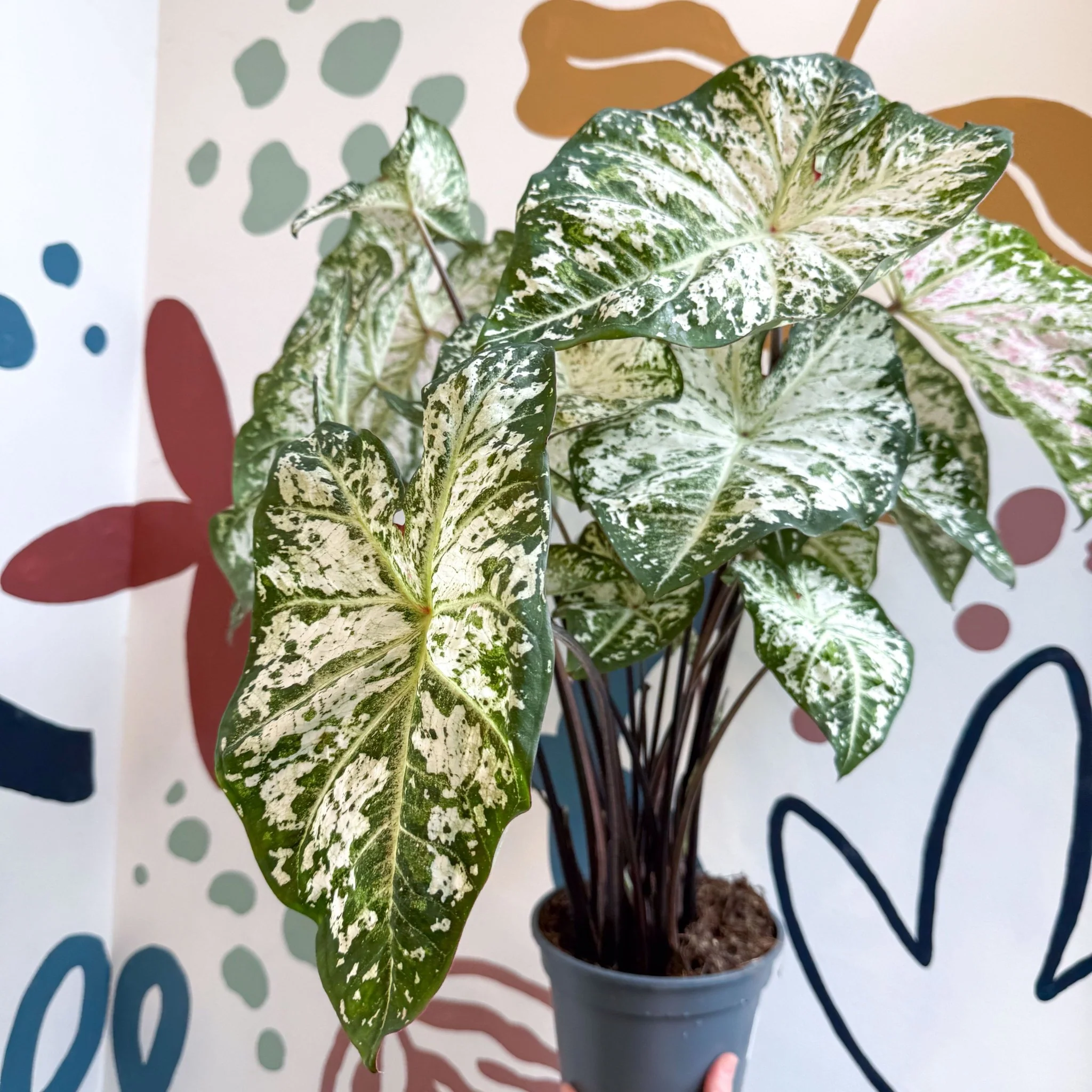 Caladium 'Snow Flurry' - Image 13