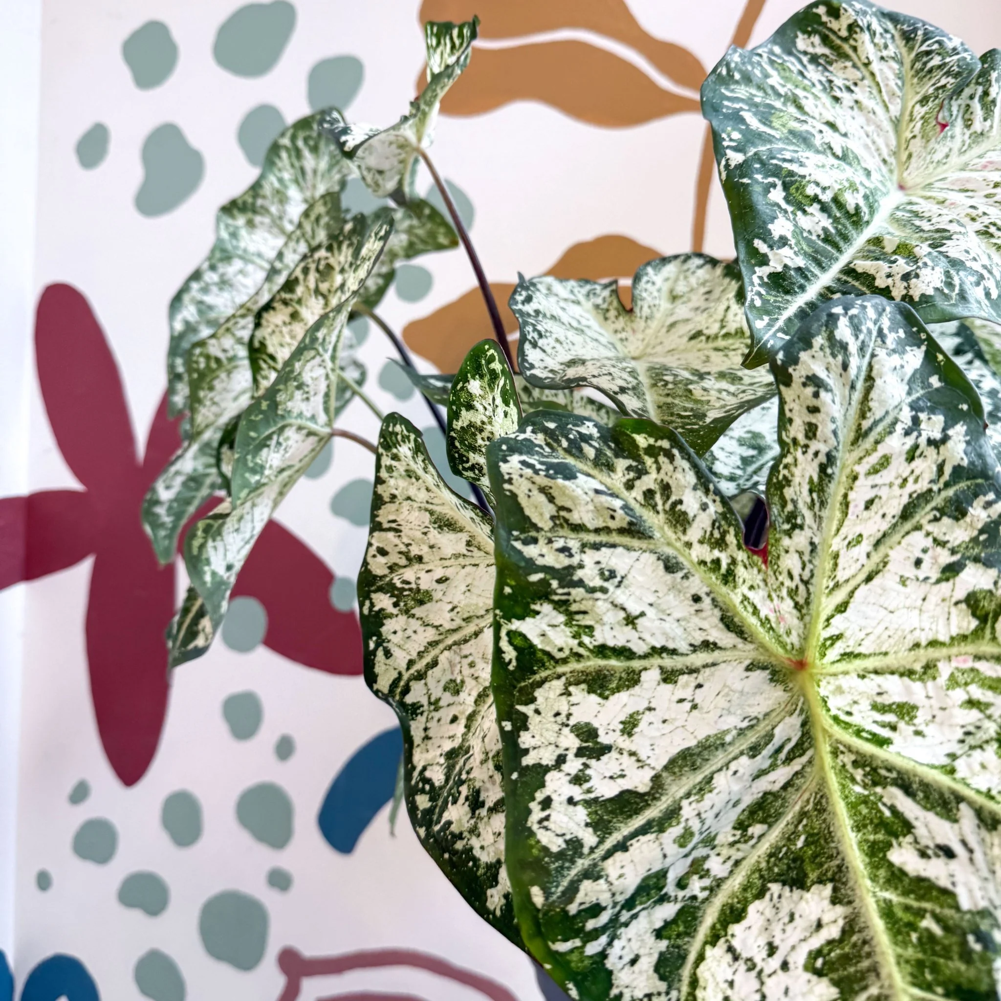 Caladium 'Snow Flurry' - Image 14