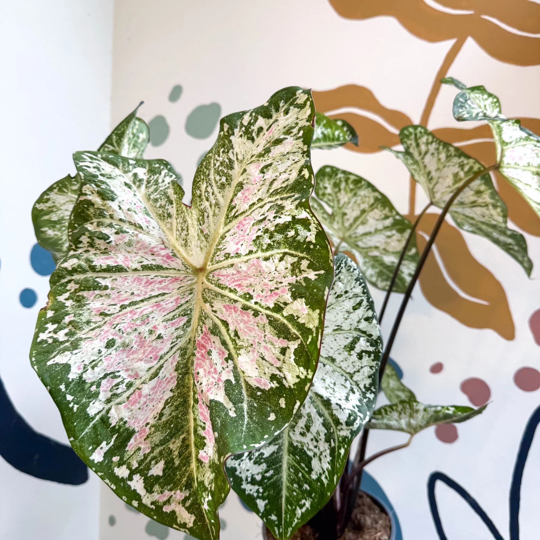 Caladium 'Snow Flurry' - Image 15