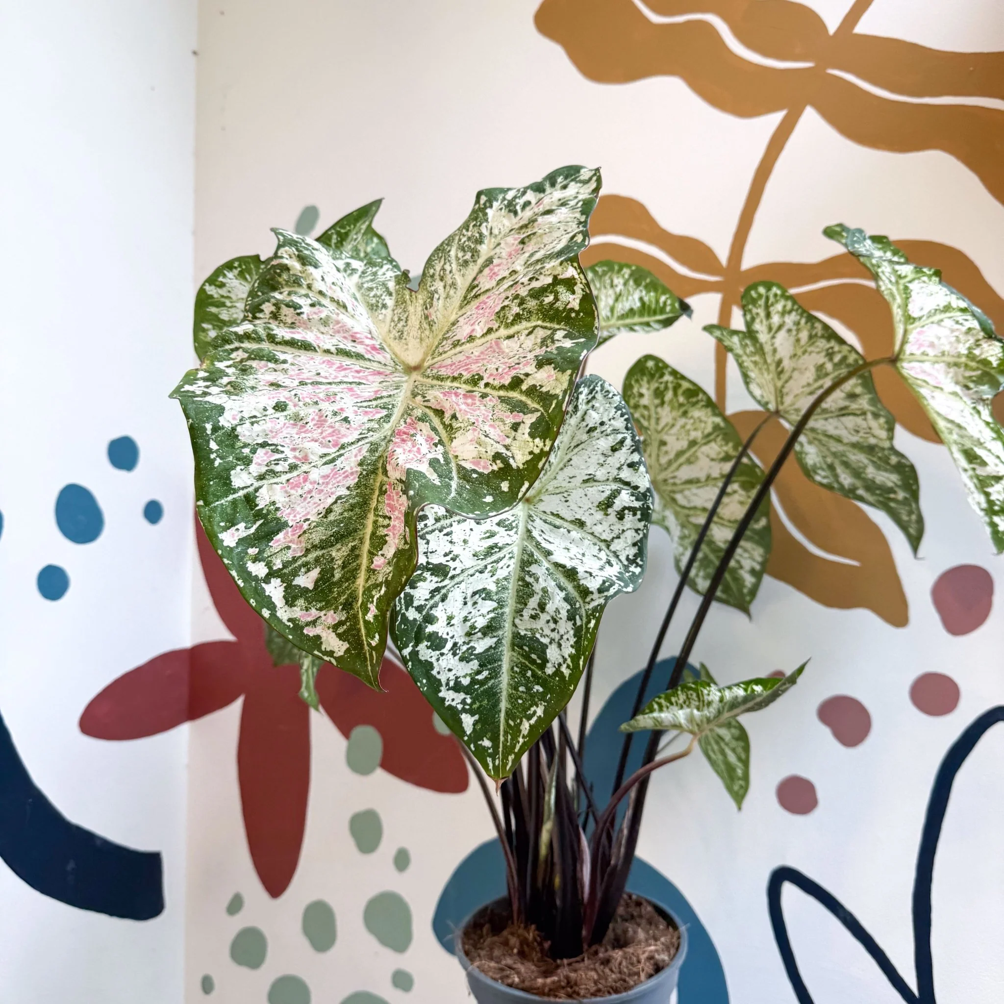 Caladium 'Snow Flurry' - Image 16