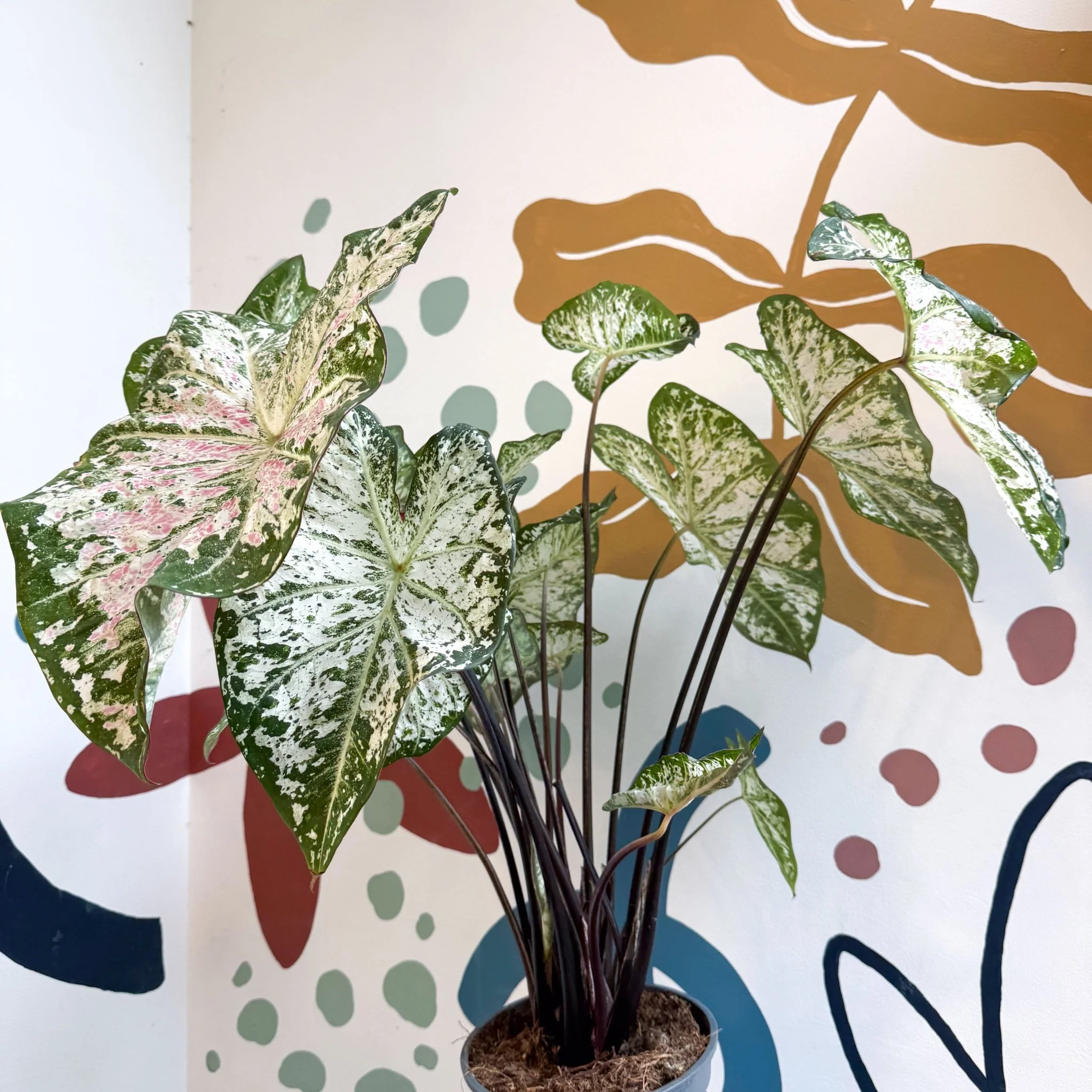 Caladium 'Snow Flurry' - Image 17