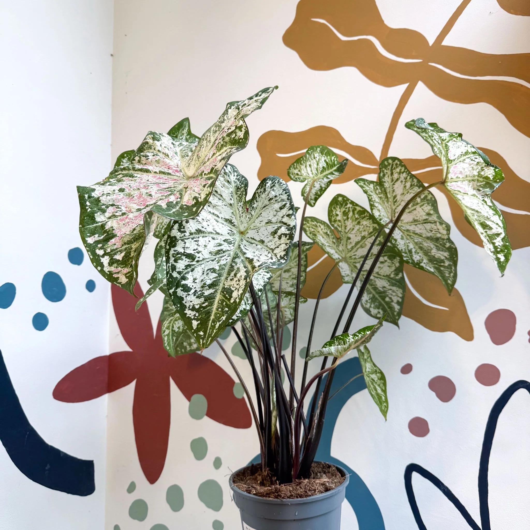 Caladium 'Snow Flurry' - Image 2