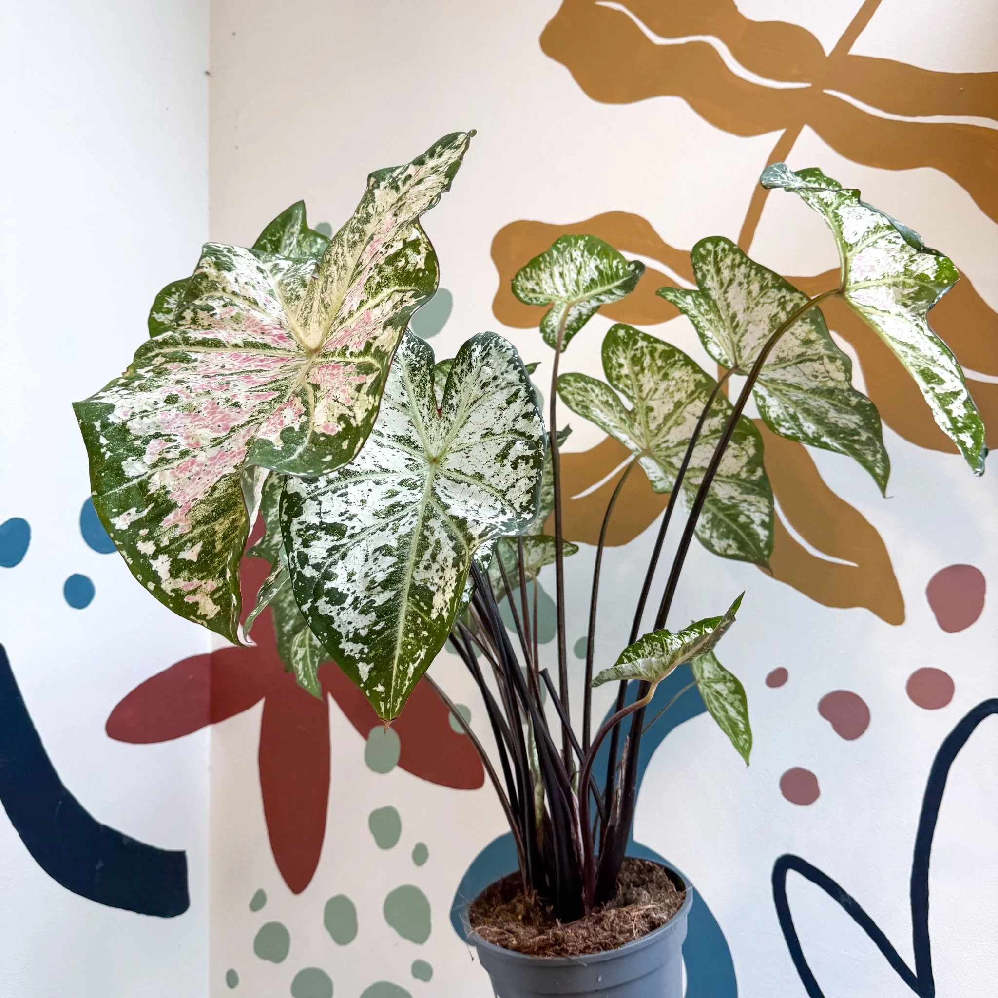 Caladium 'Snow Flurry' - Image 3