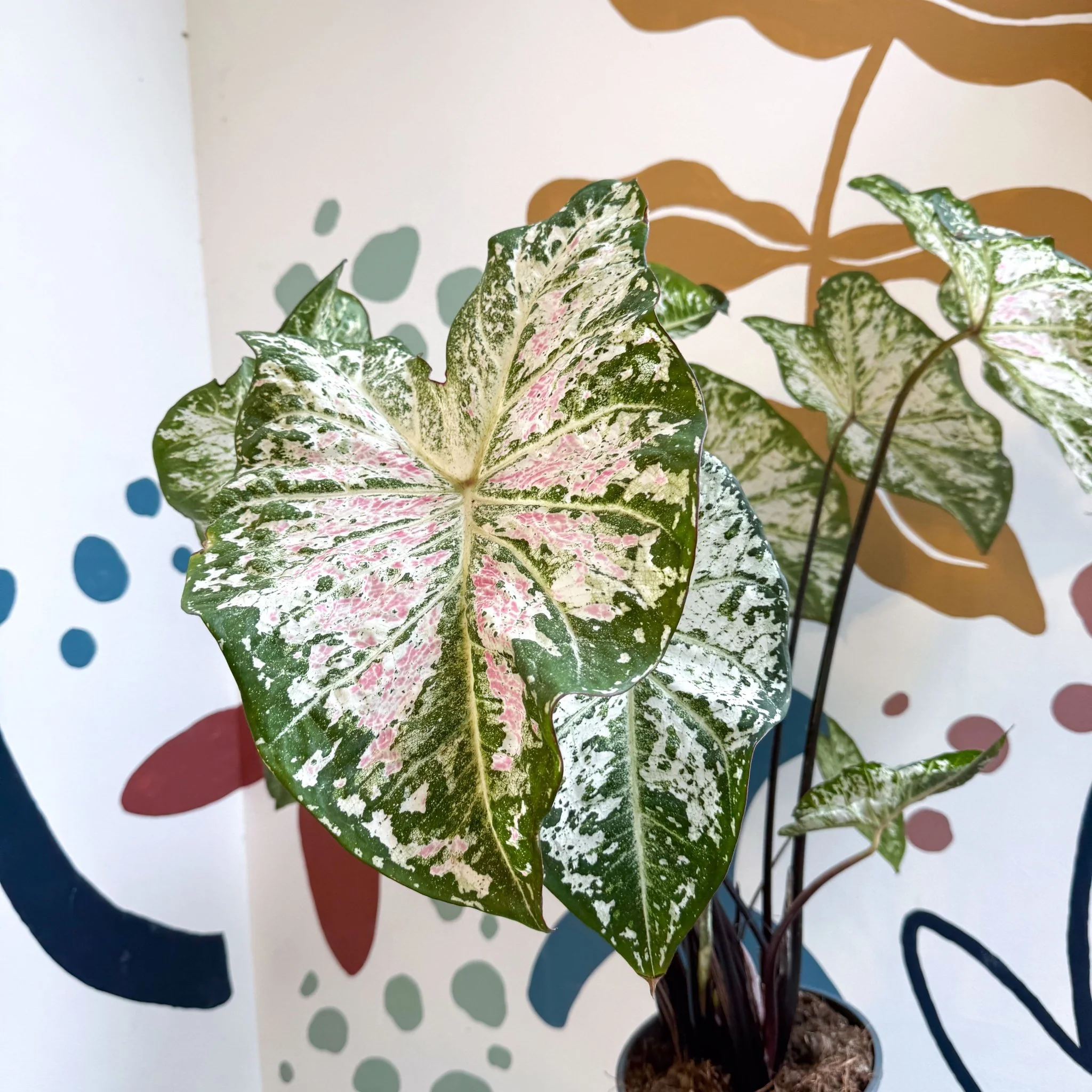 Caladium 'Snow Flurry' - Image 4