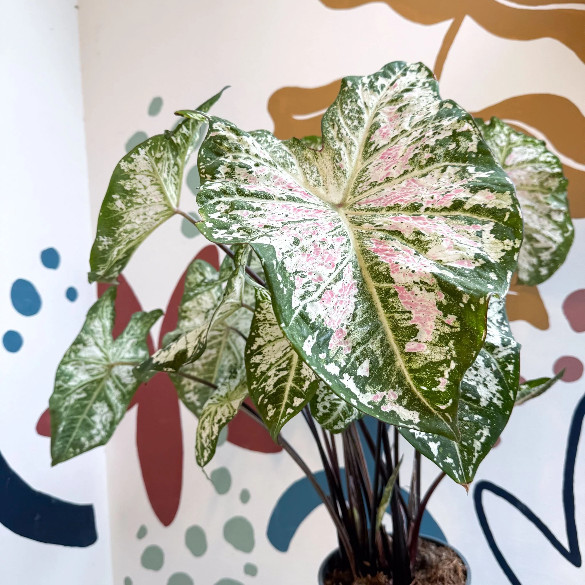Caladium 'Snow Flurry' - Image 5