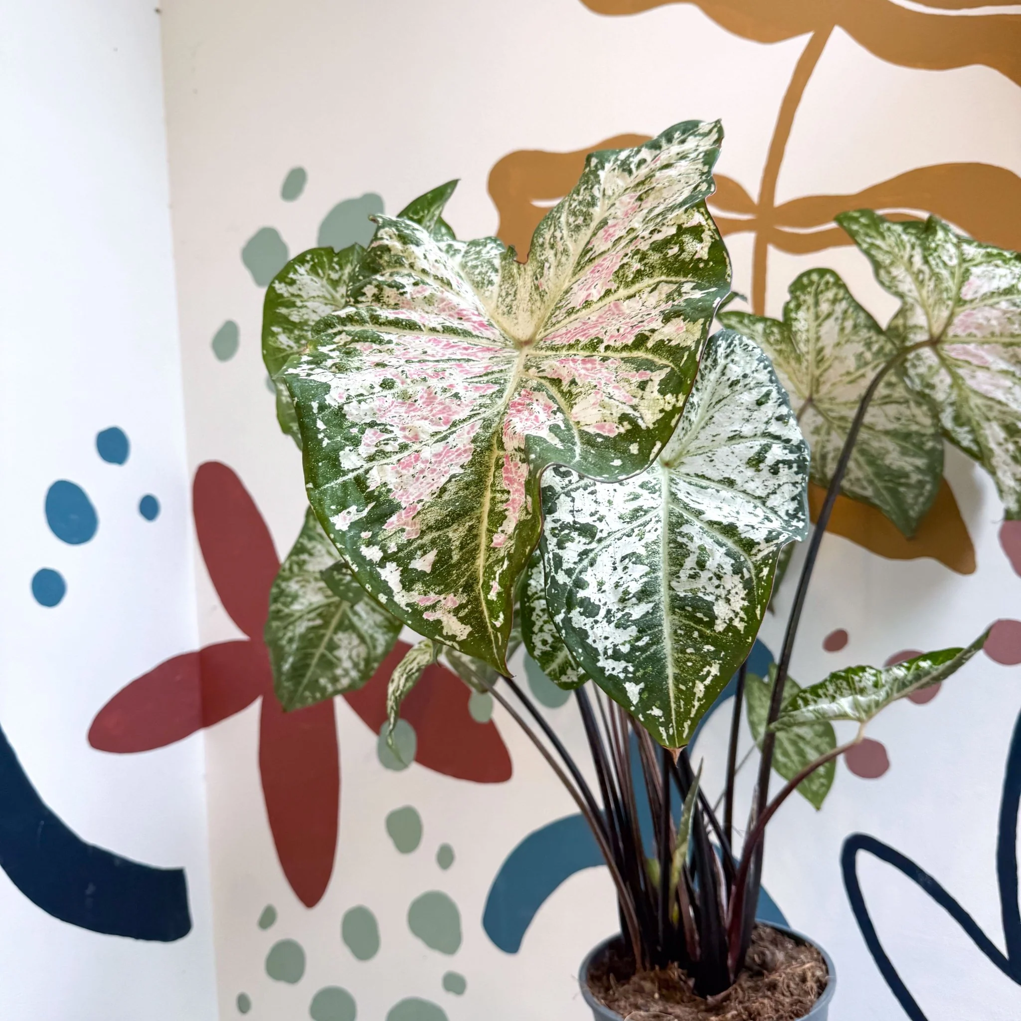 Caladium 'Snow Flurry' - Image 6