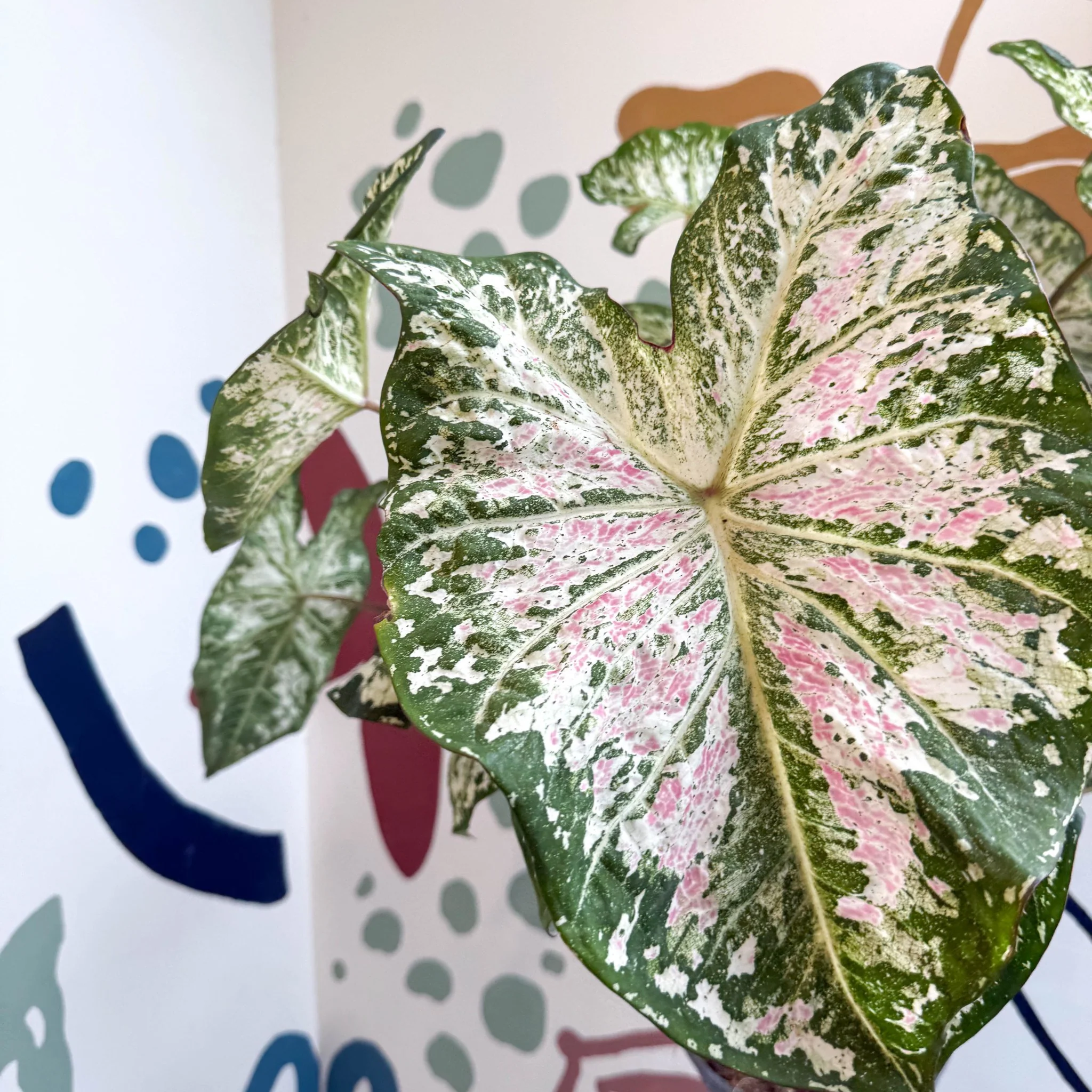 Caladium 'Snow Flurry' - Image 7