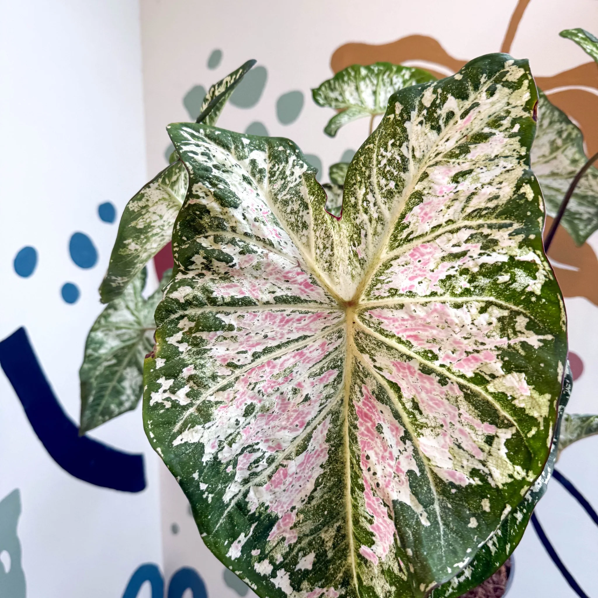 Caladium 'Snow Flurry' - Image 8