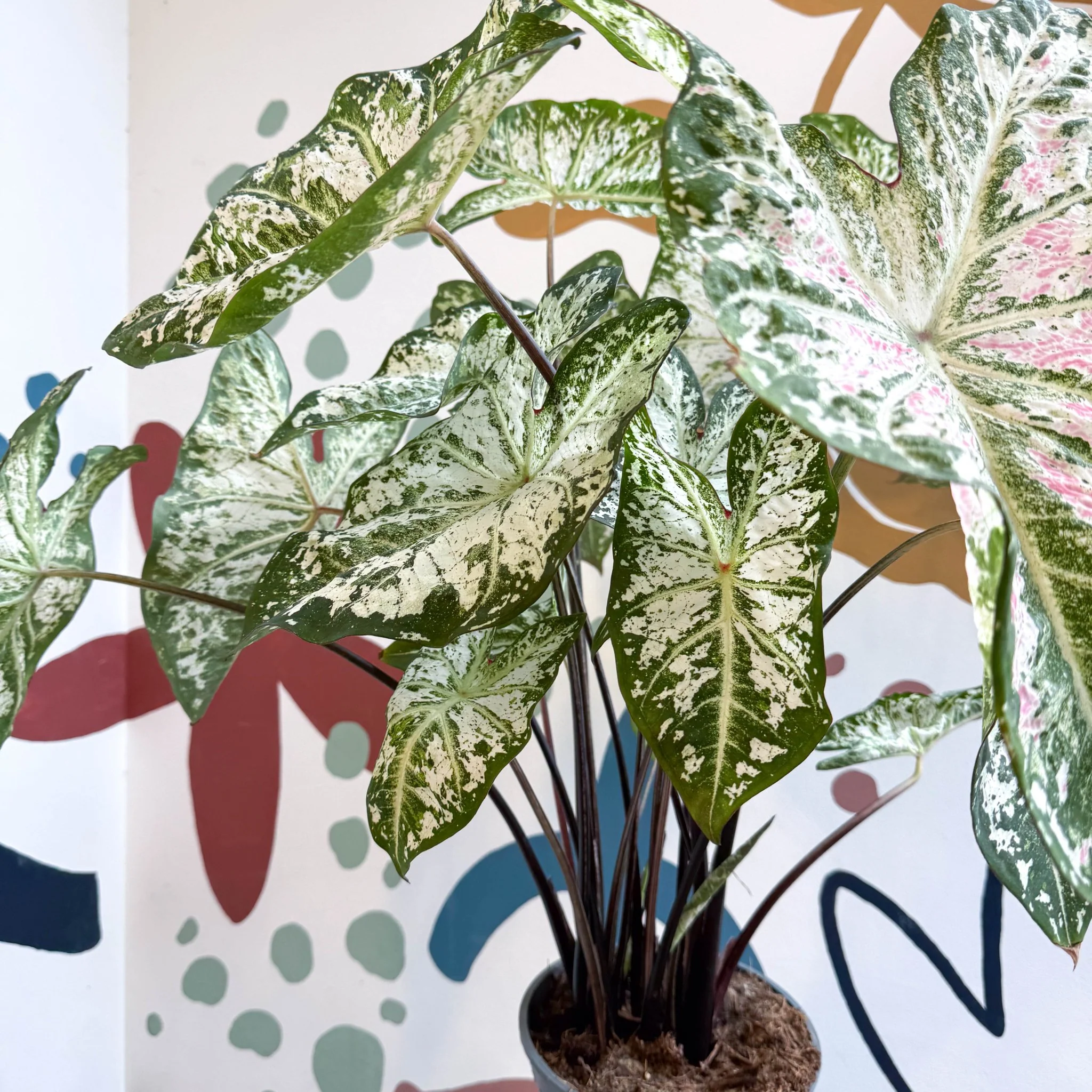 Caladium 'Snow Flurry' - Image 9
