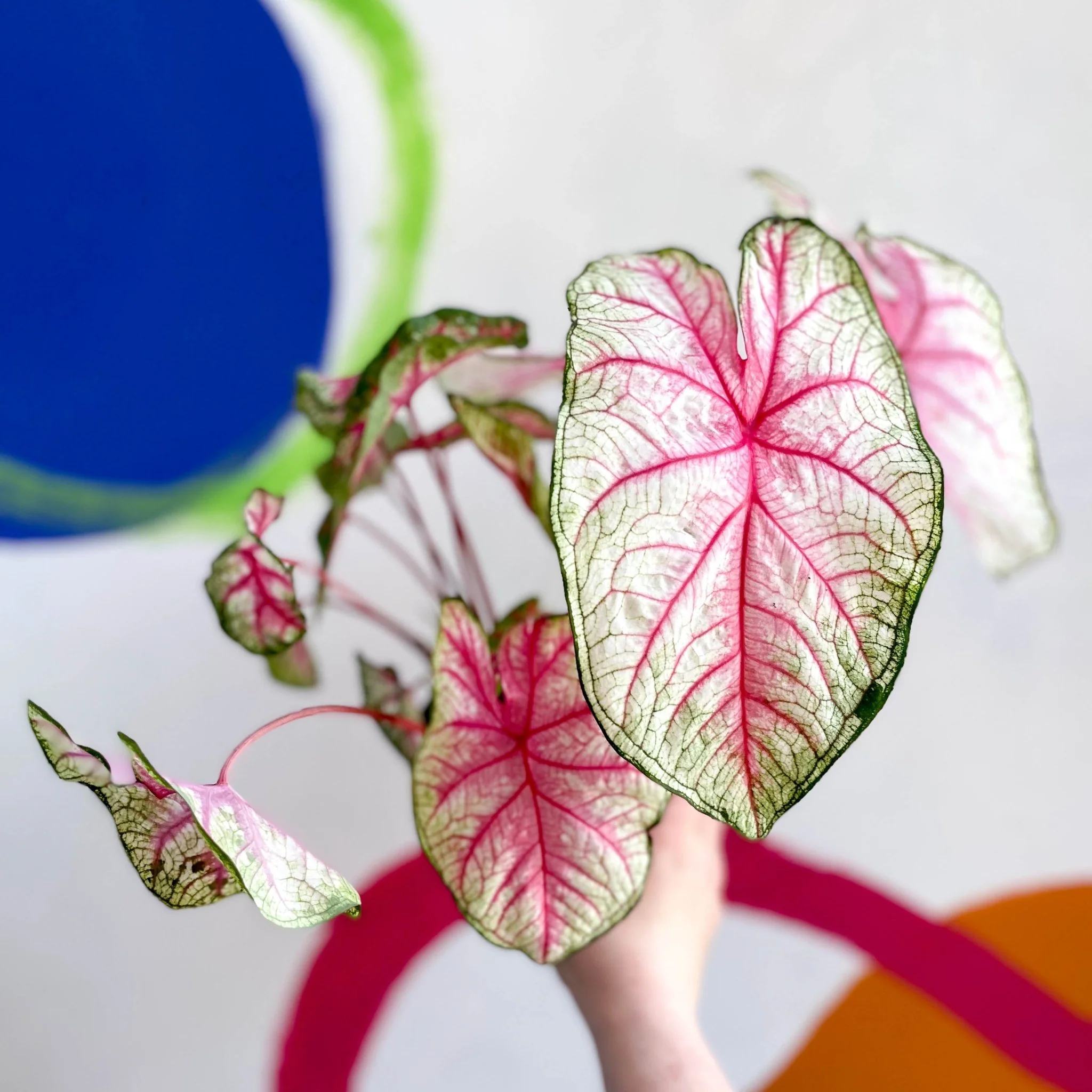 Caladium 'Summer Pink' - Image 3