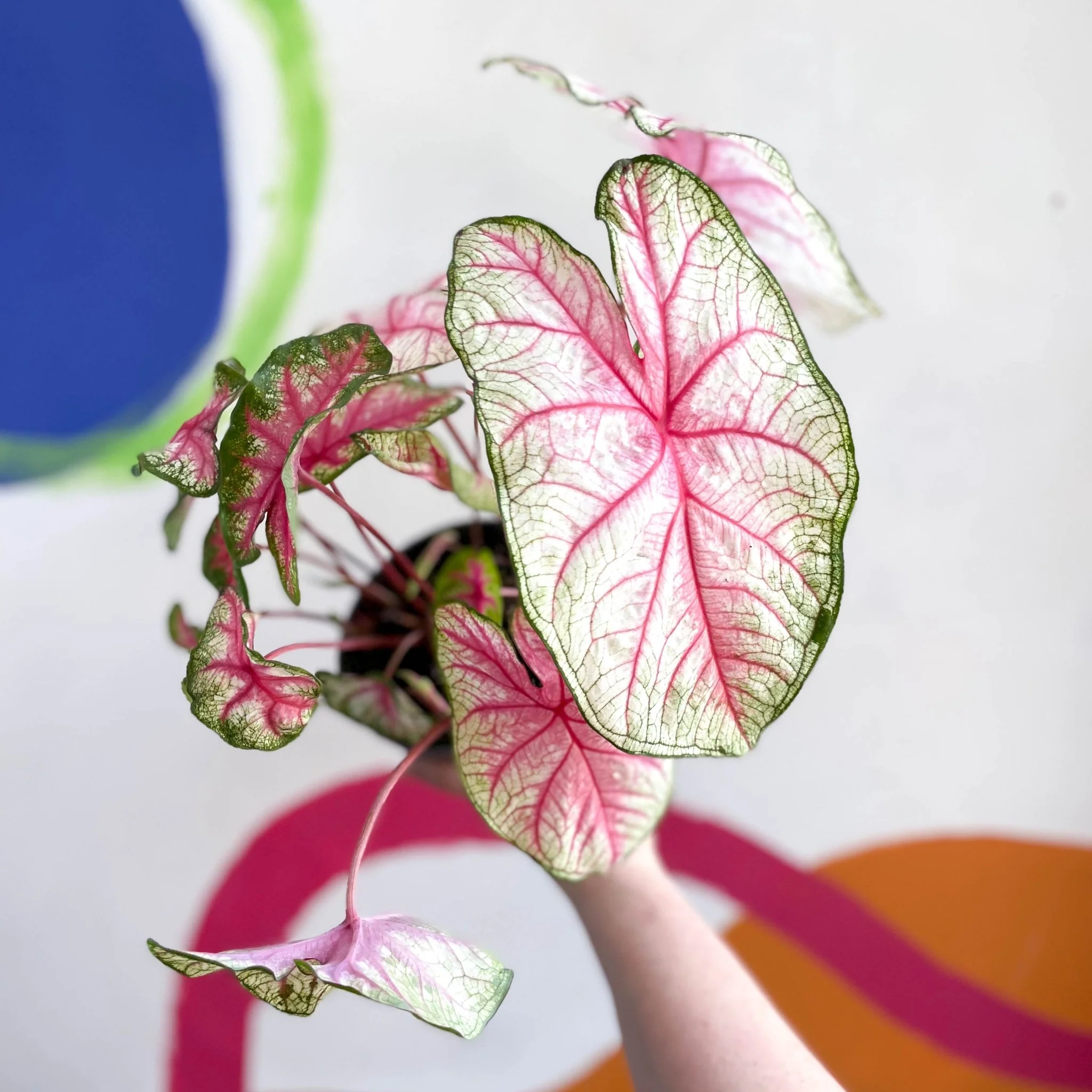 Caladium 'Summer Pink' - Image 7