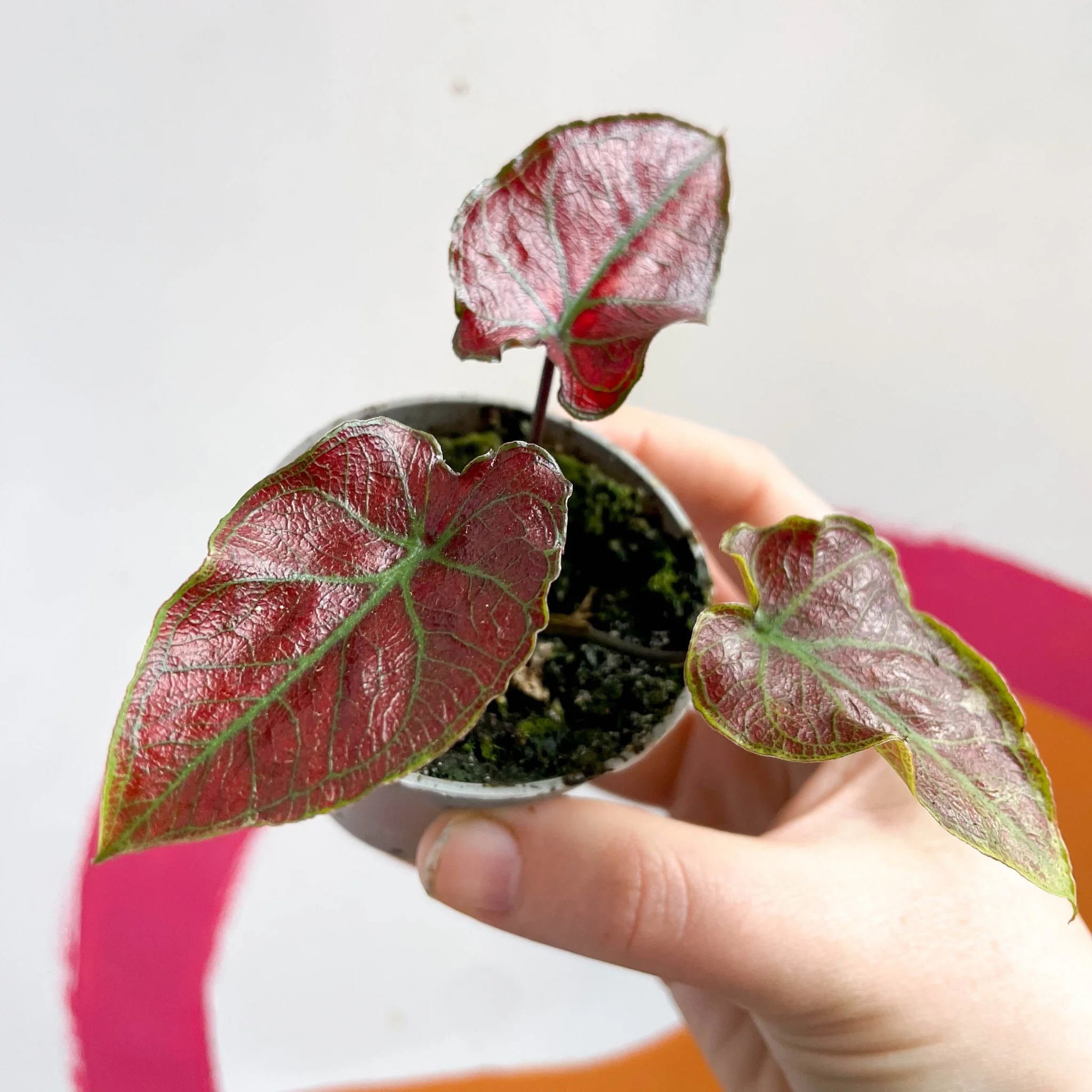 Caladium 'Valentina'