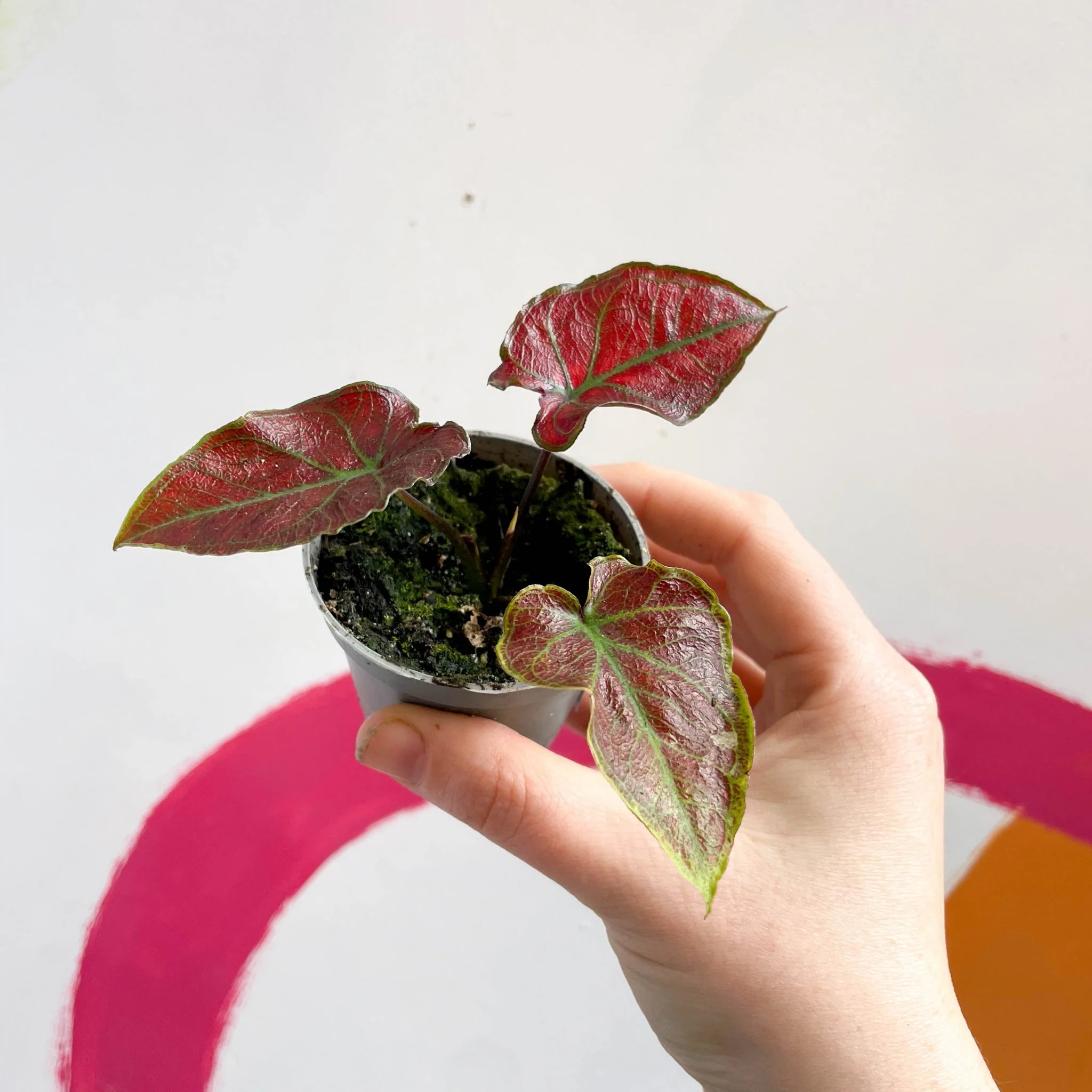 Caladium 'Valentina' - Image 2