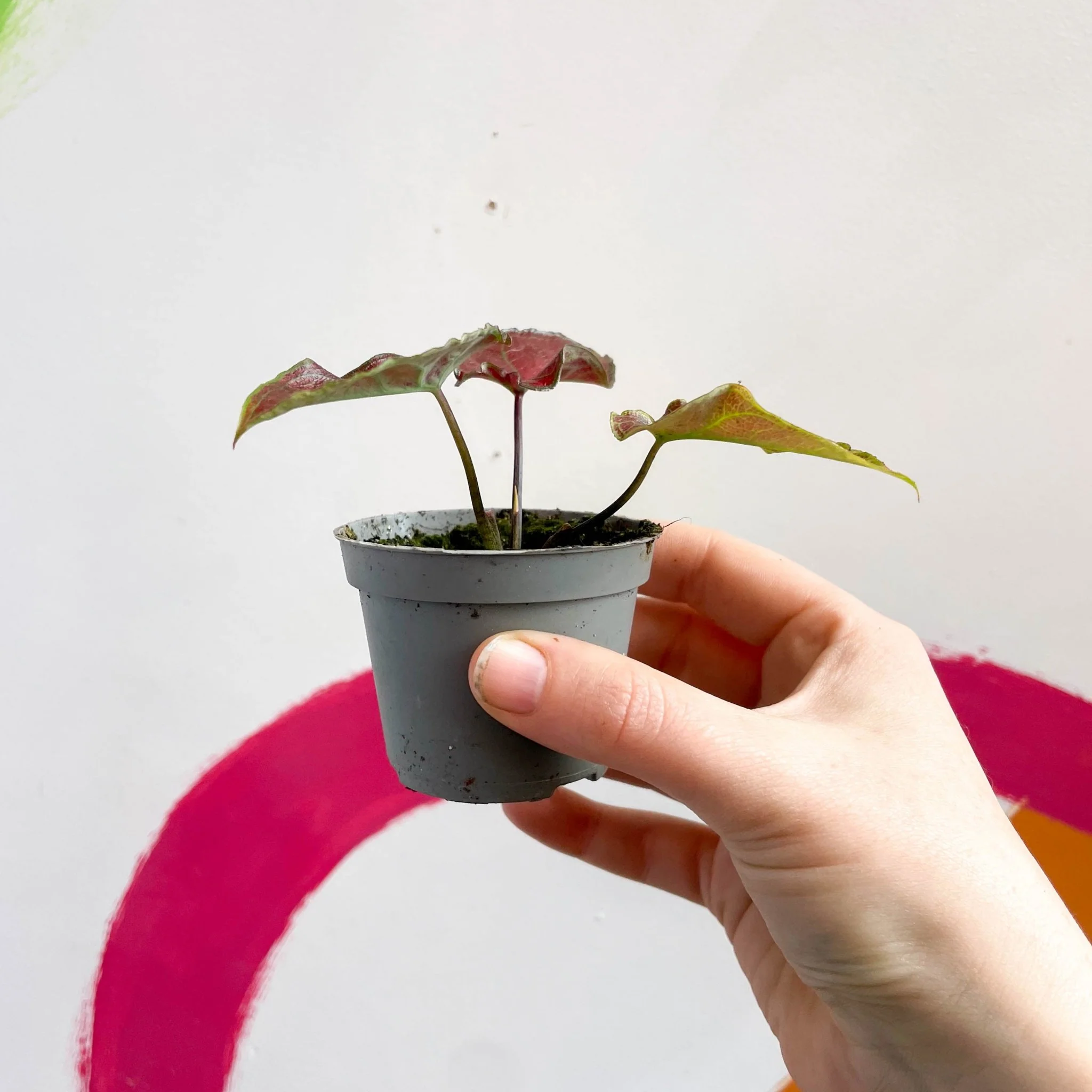 Caladium 'Valentina' - Image 3