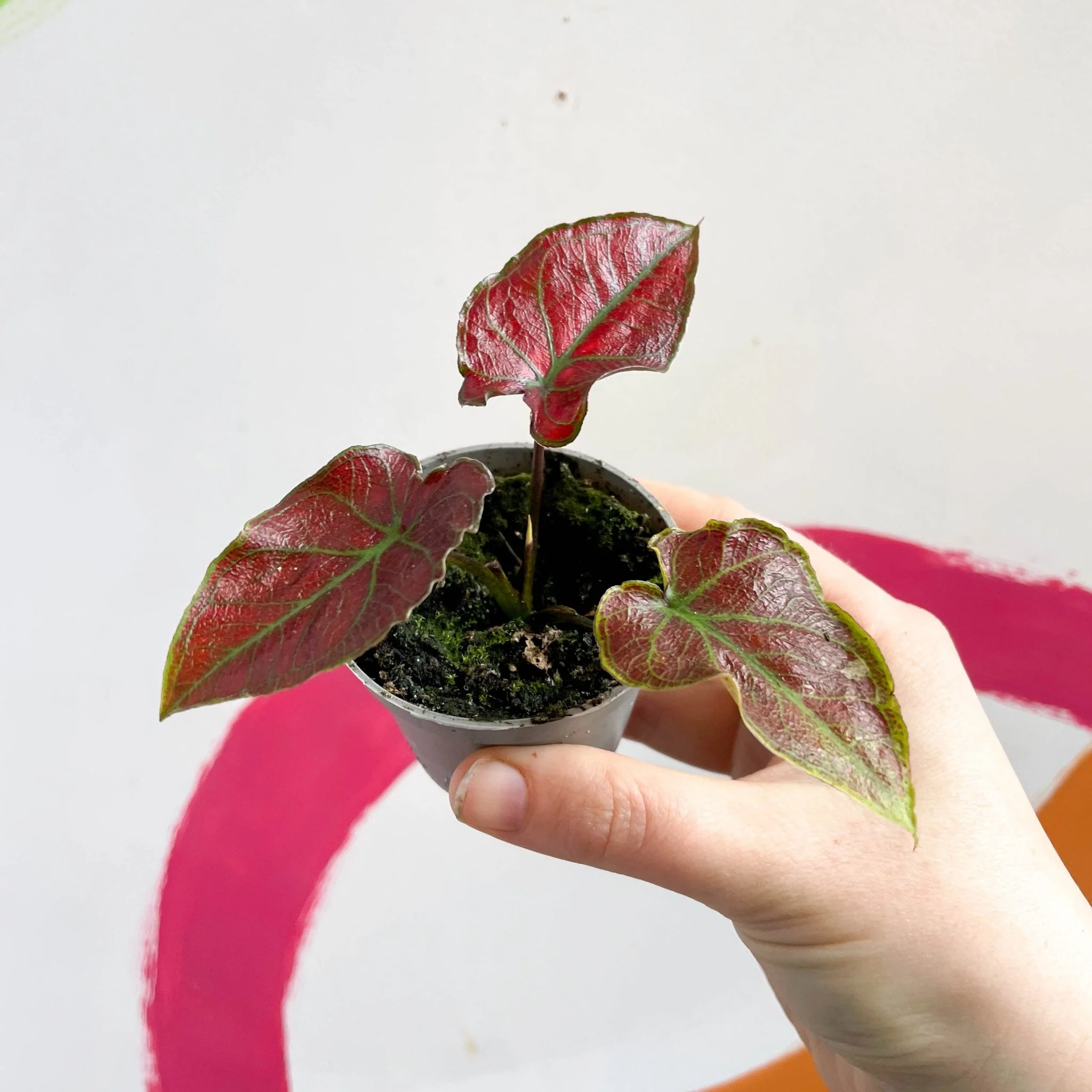 Caladium 'Valentina' - Image 4