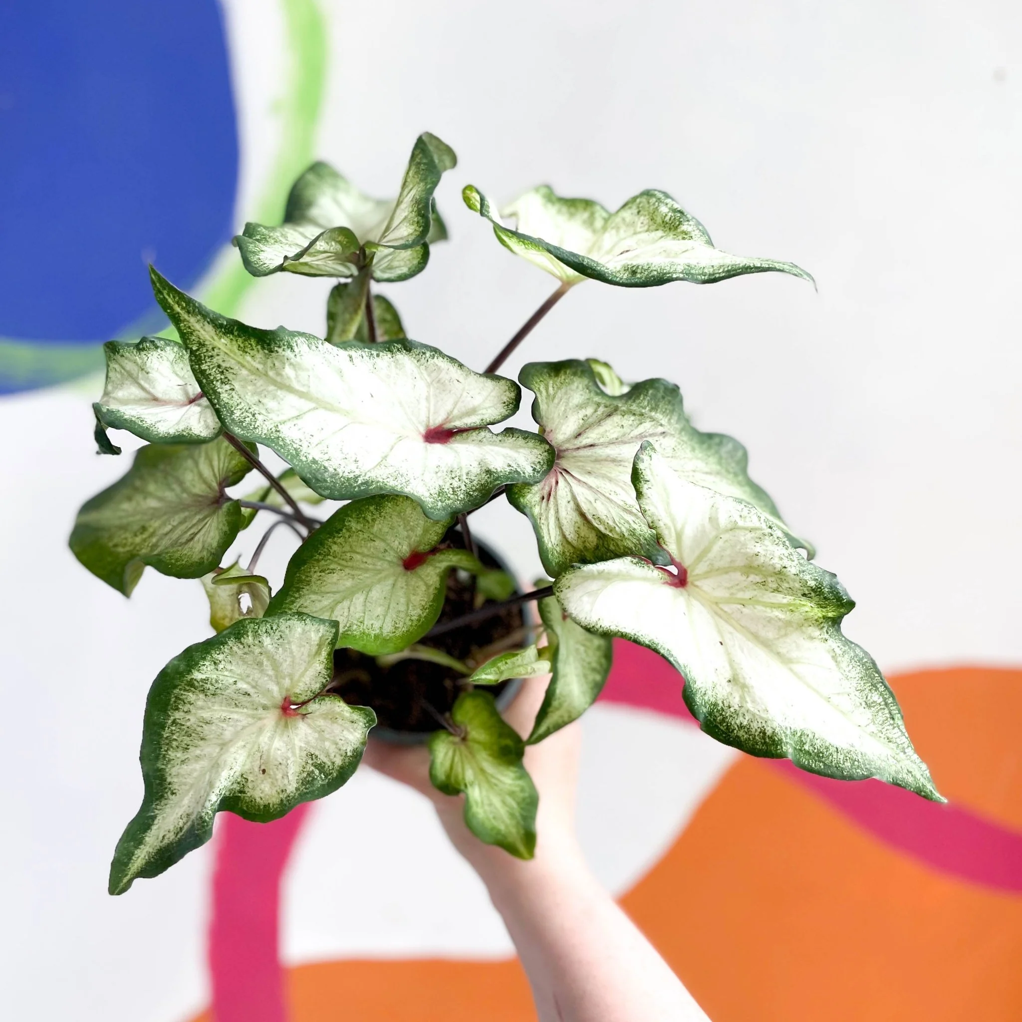 Caladium 'White Delight'