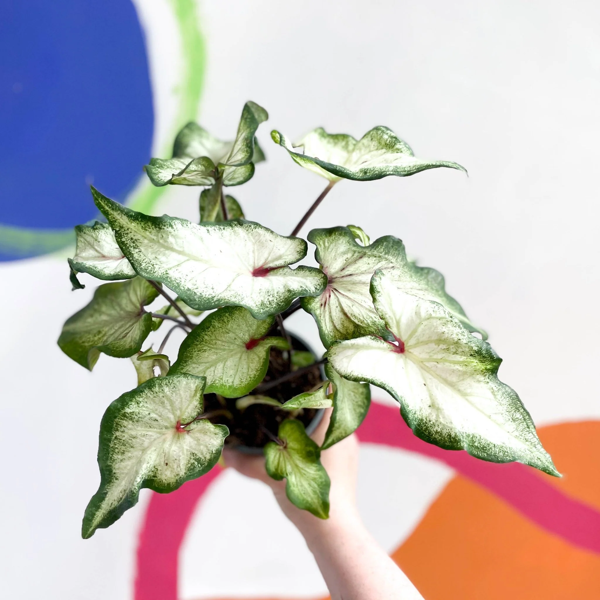 Caladium 'White Delight' - Image 6