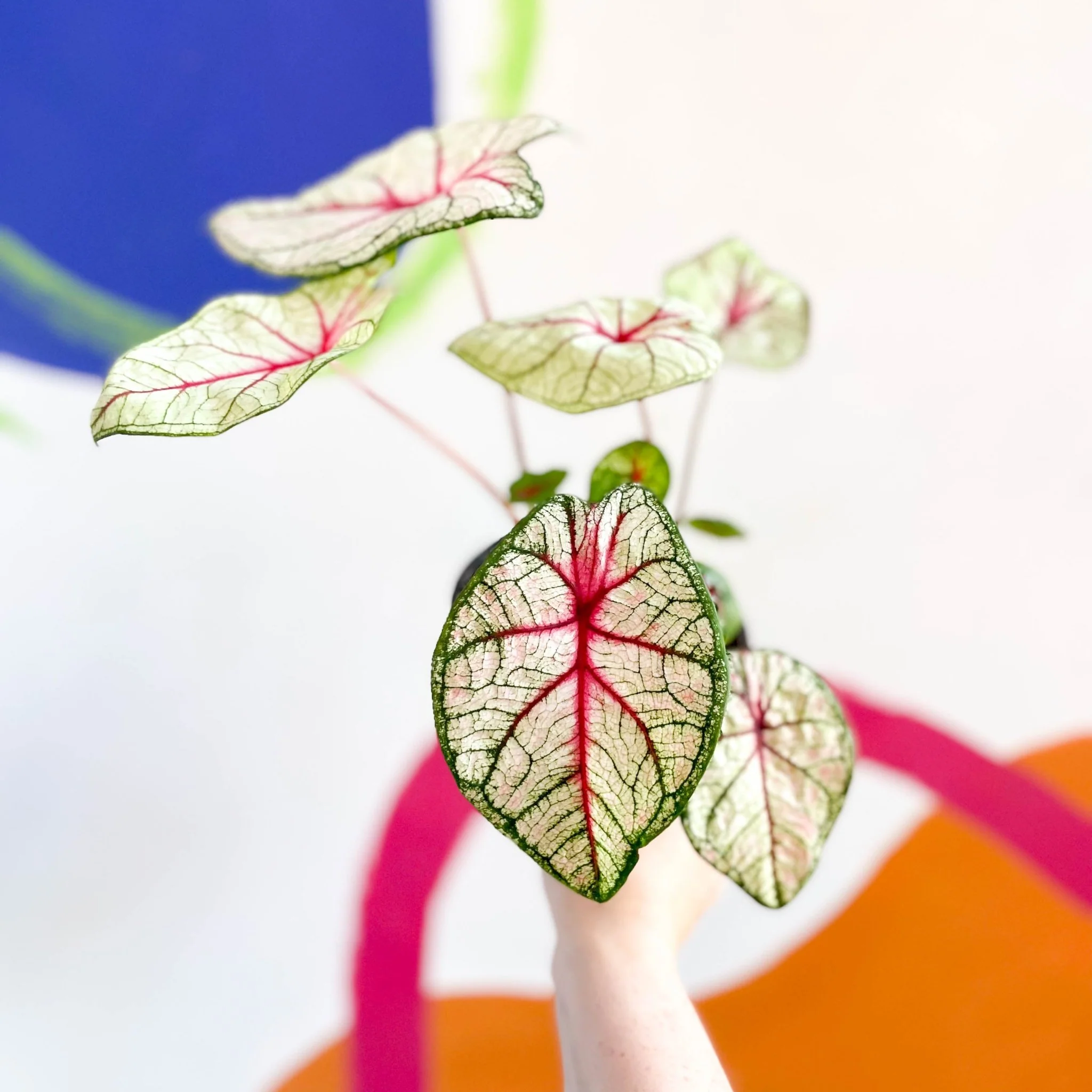 Caladium 'White Queen' - Image 3
