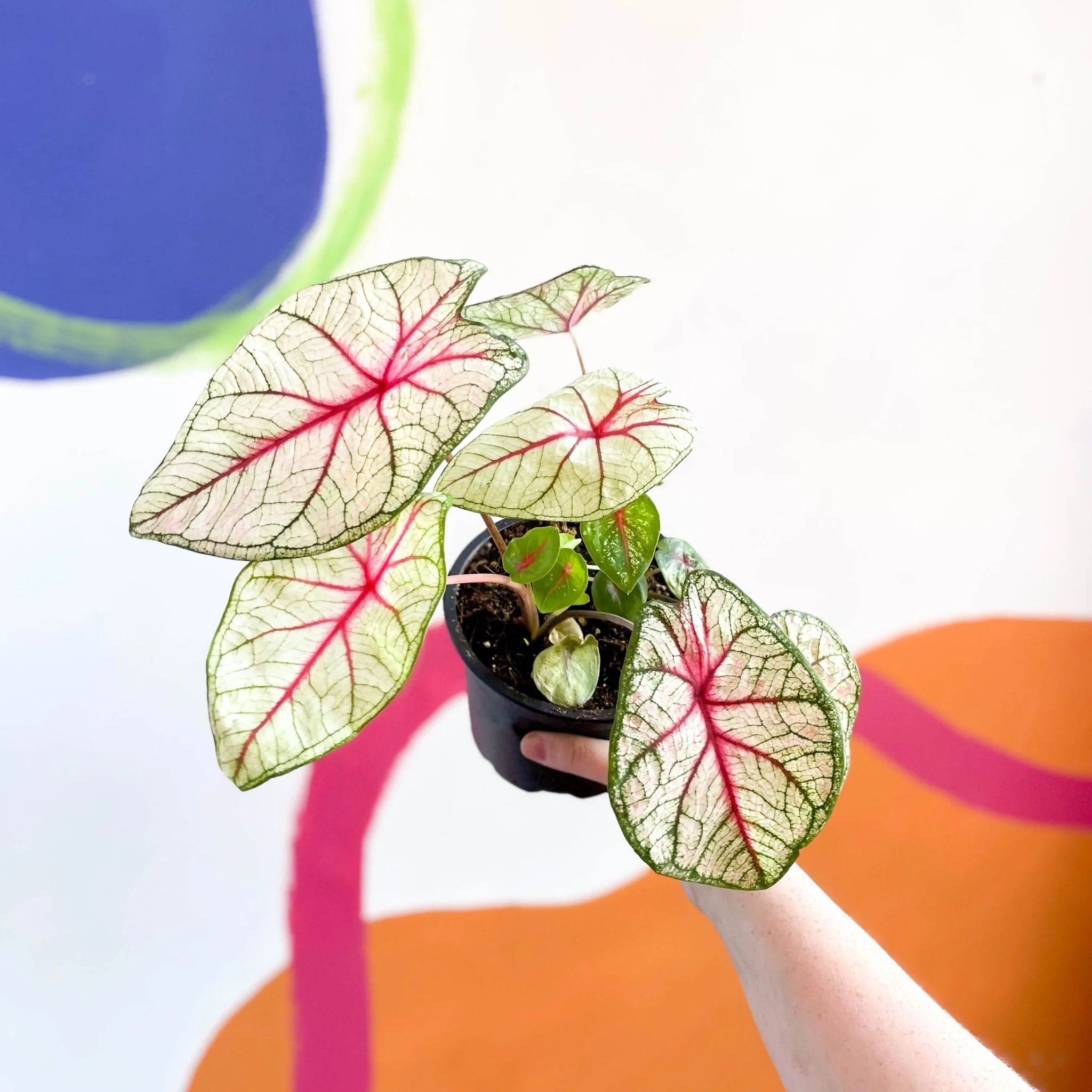 Caladium 'White Queen' - Image 4
