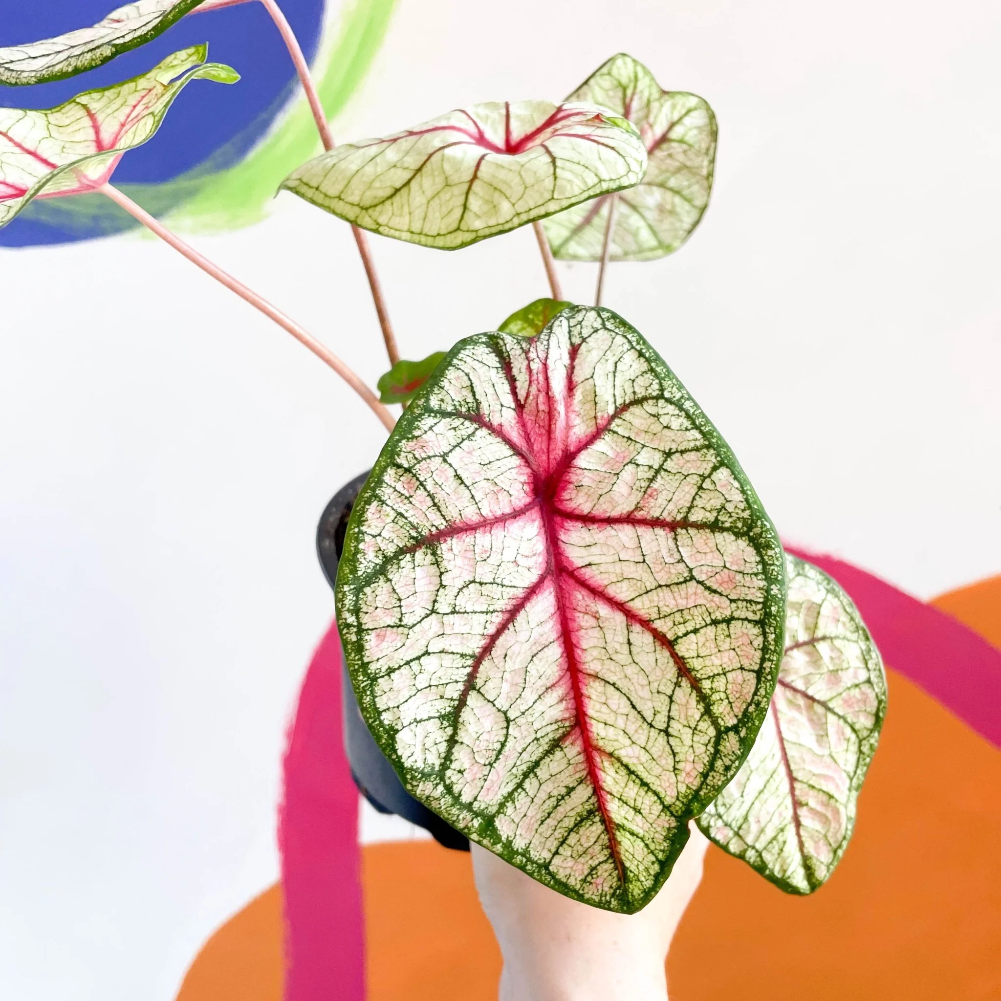 Caladium 'White Queen' - Image 5