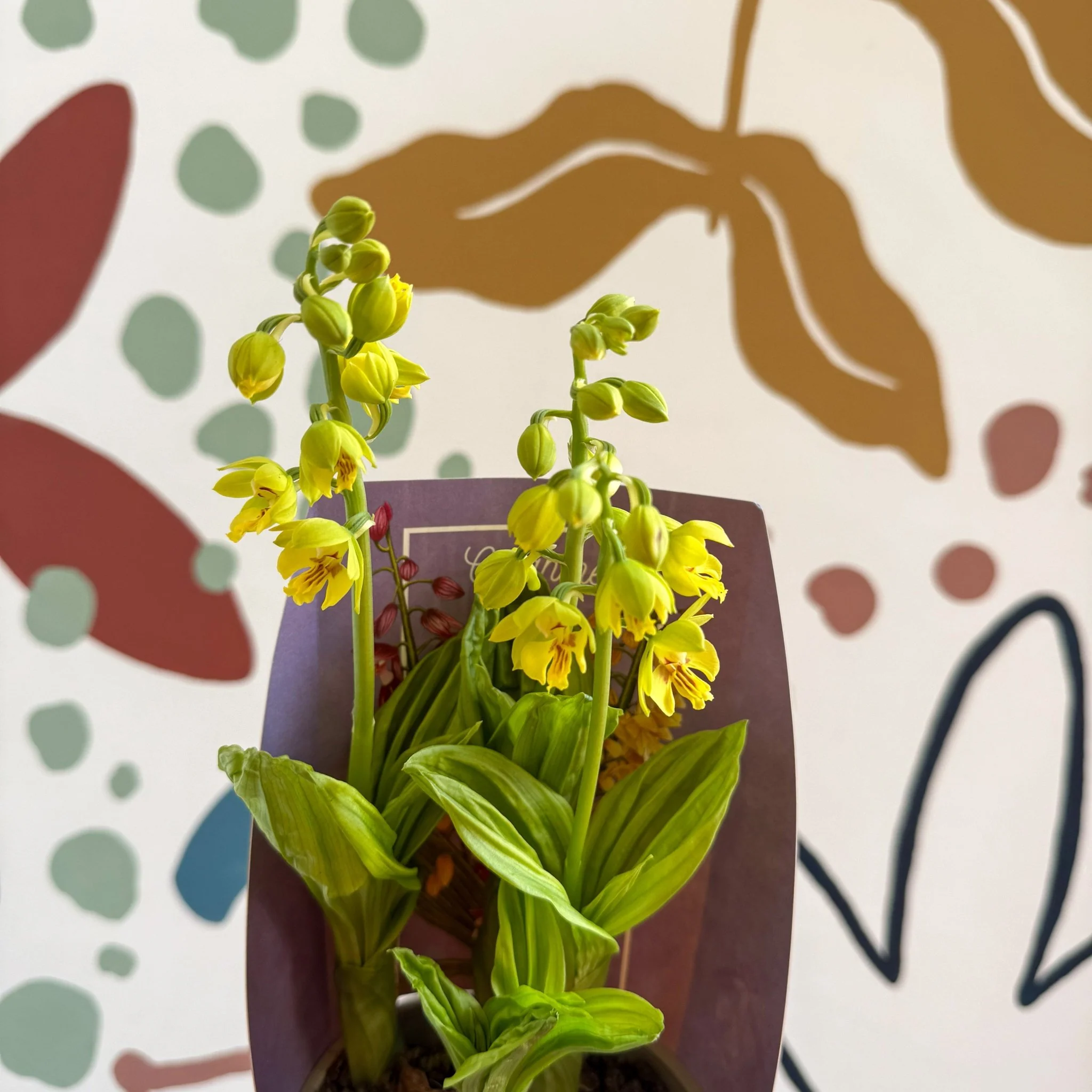 Calanthe - Hardy Ground Orchid - Image 10