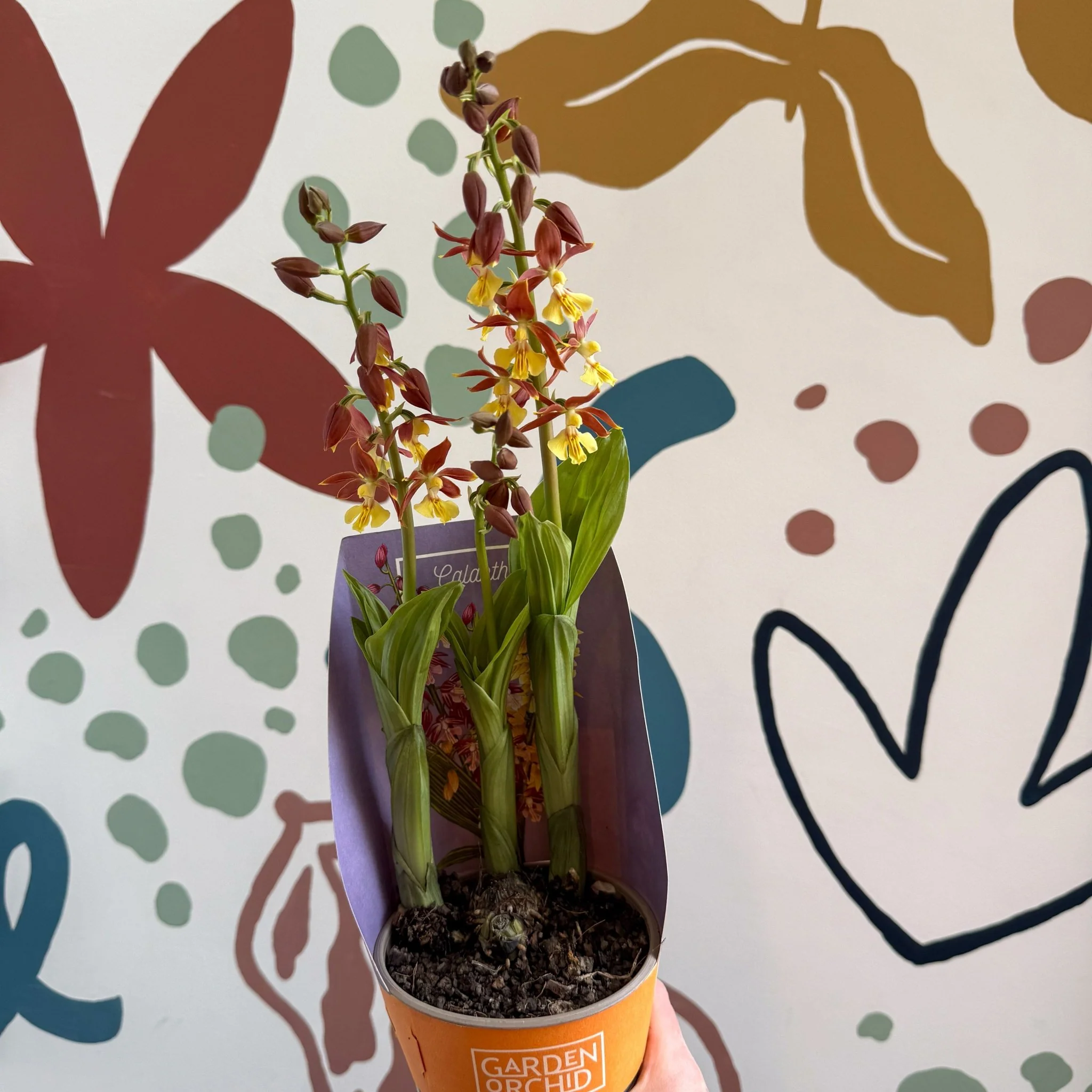 Calanthe - Hardy Ground Orchid - Image 11