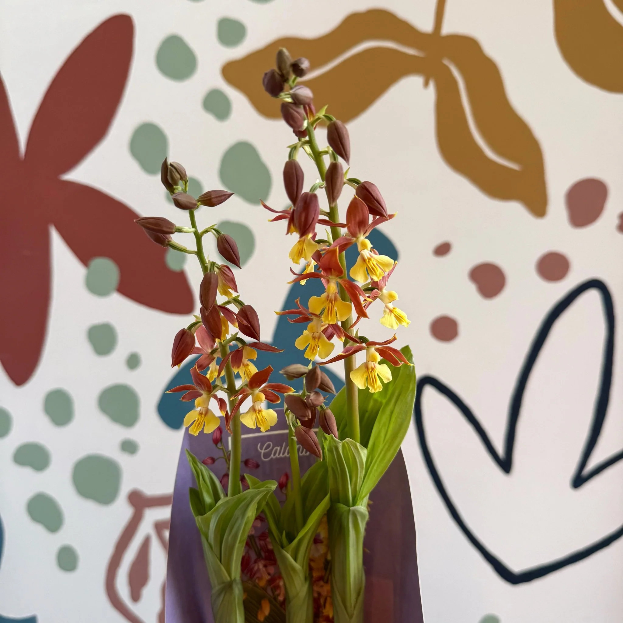 Calanthe - Hardy Ground Orchid - Image 12