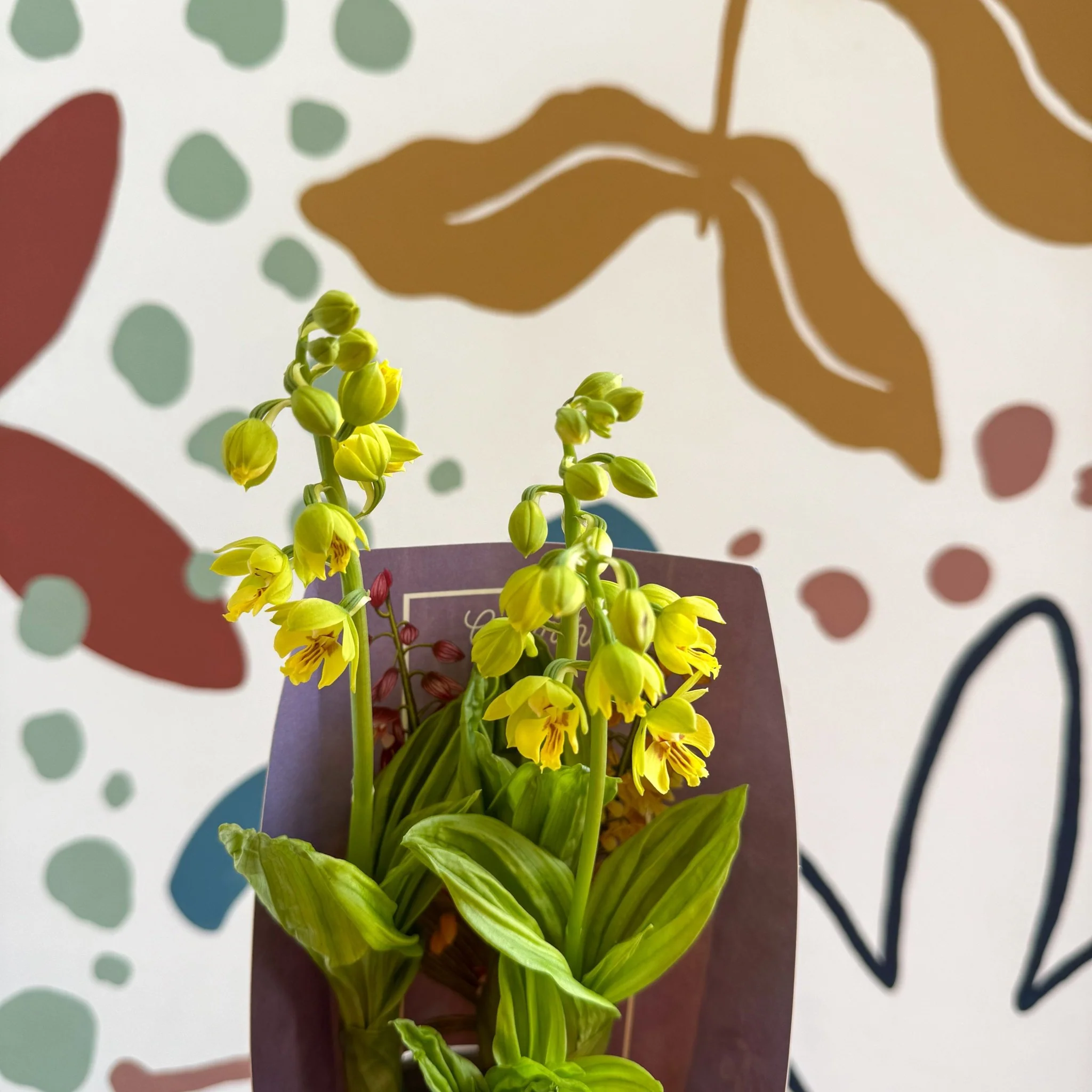 Calanthe - Hardy Ground Orchid - Image 15