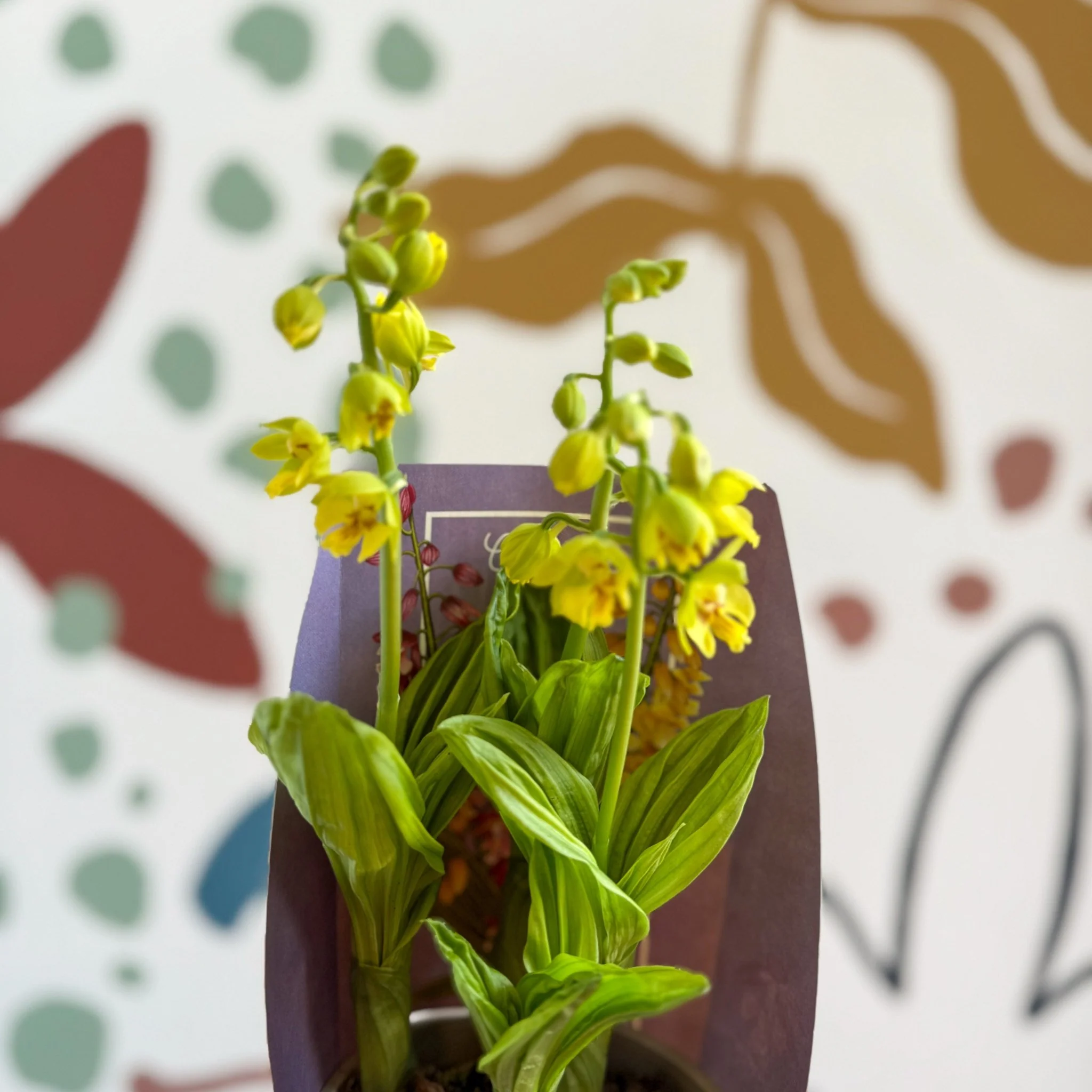 Calanthe - Hardy Ground Orchid - Image 16