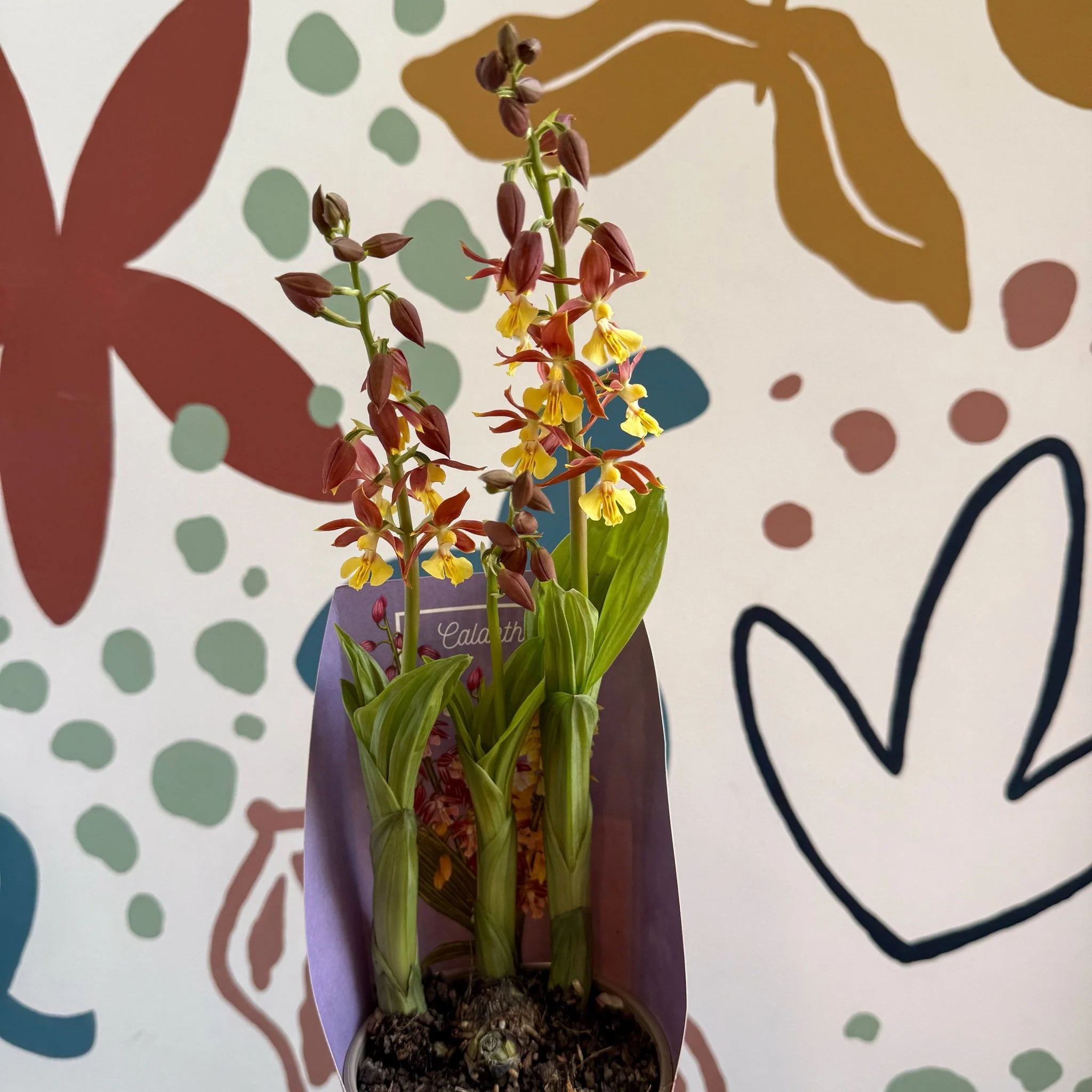 Calanthe - Hardy Ground Orchid - Image 8