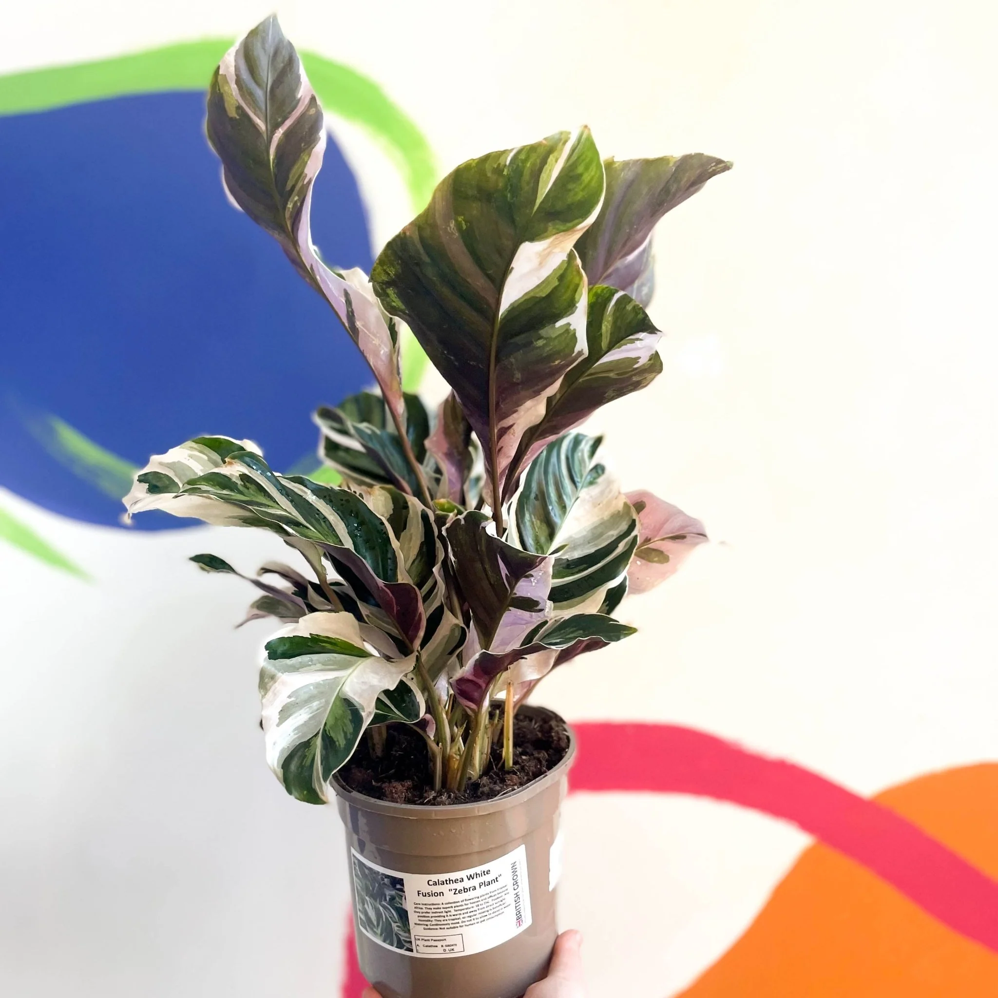 Calathea lietzei 'White Fusion' - British Grown - Image 3