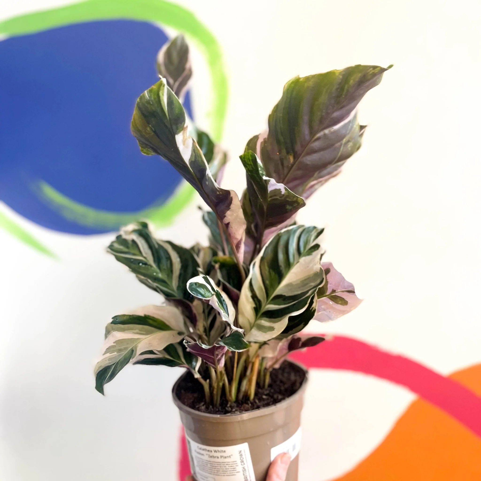 Calathea lietzei 'White Fusion' - British Grown - Image 4