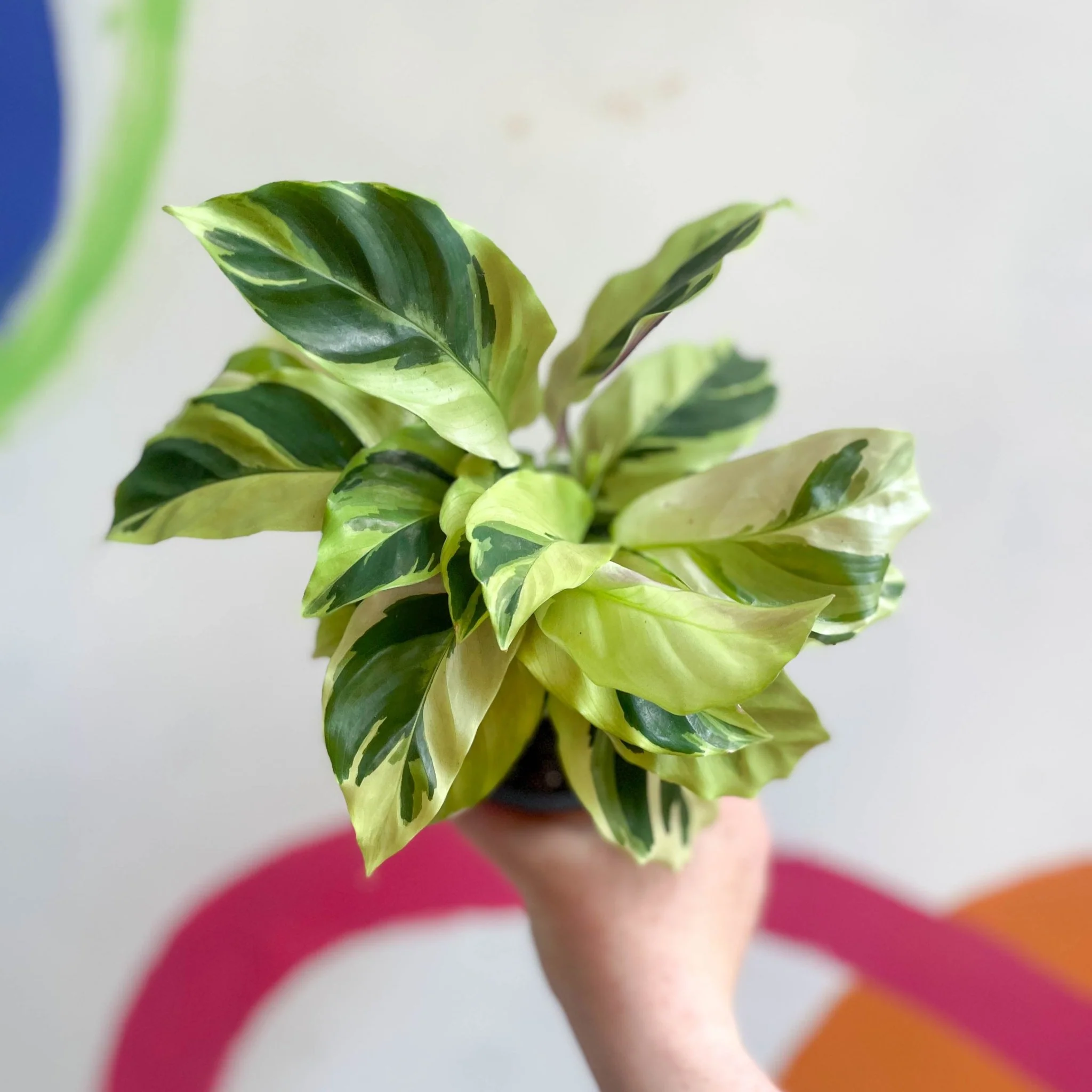 Calathea lietzei 'Yellow Fusion' - Image 3