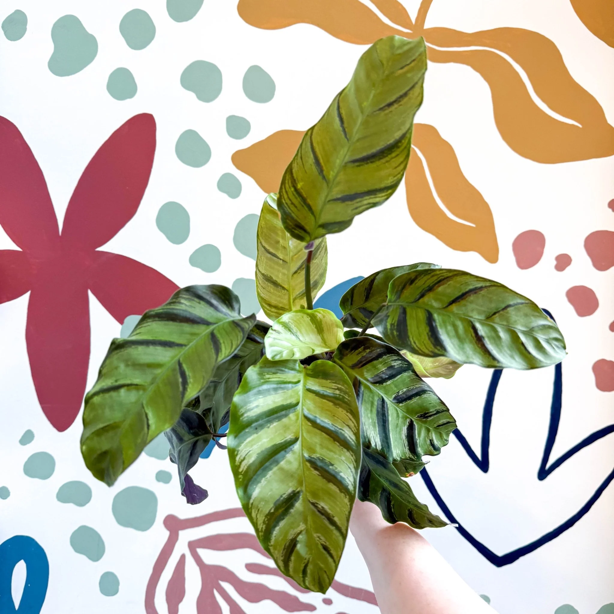 Calathea louisae 'Misto' - Prayer Plant