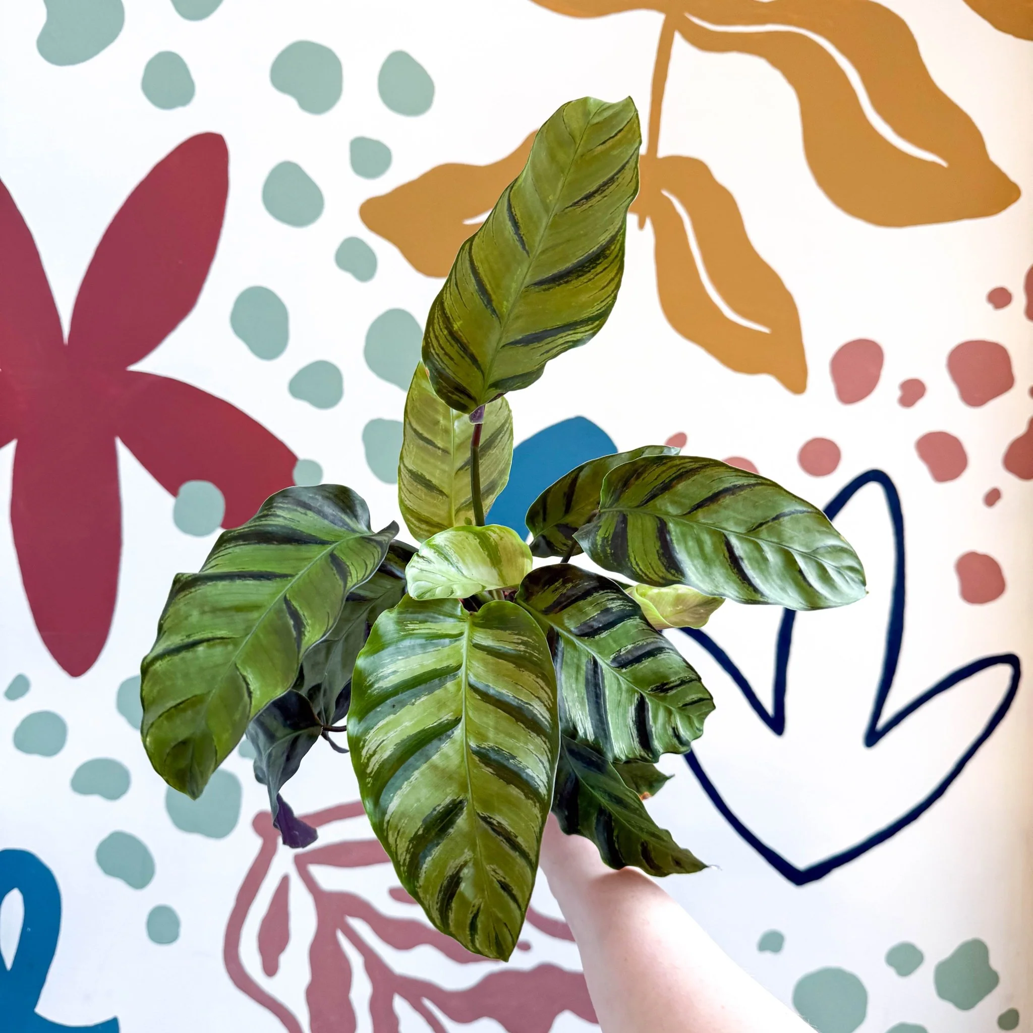 Calathea louisae 'Misto' - Prayer Plant - Image 11