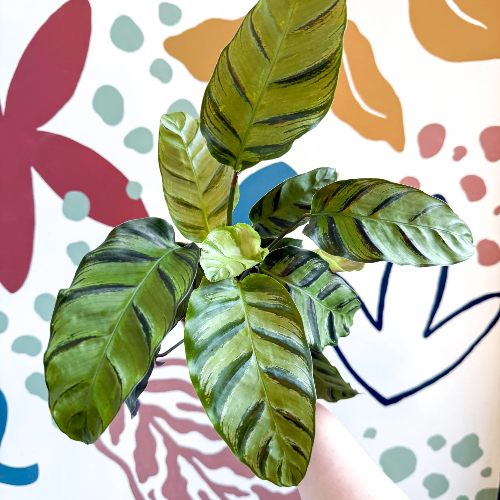 Calathea louisae 'Misto' - Prayer Plant - Image 13