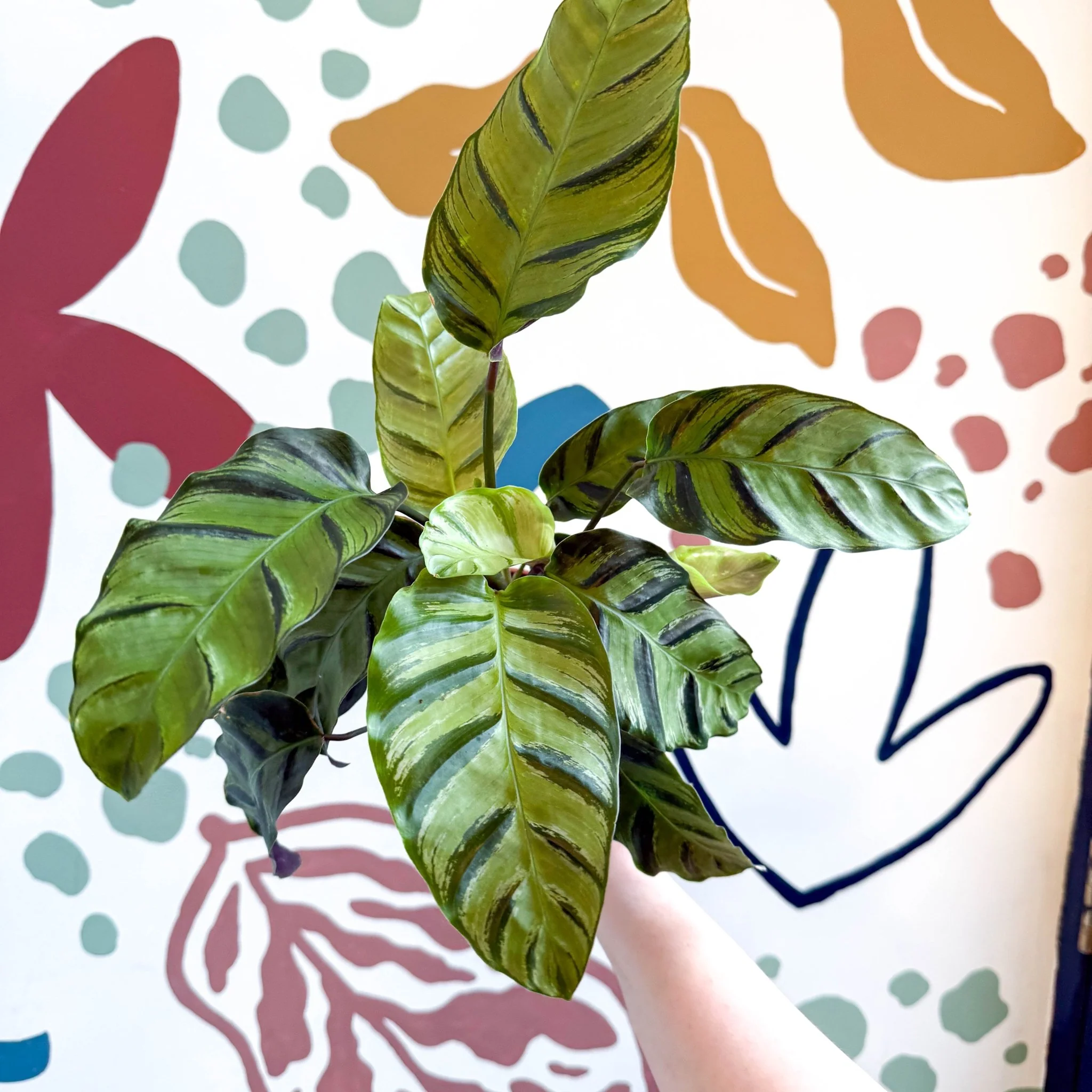 Calathea louisae 'Misto' - Prayer Plant - Image 15