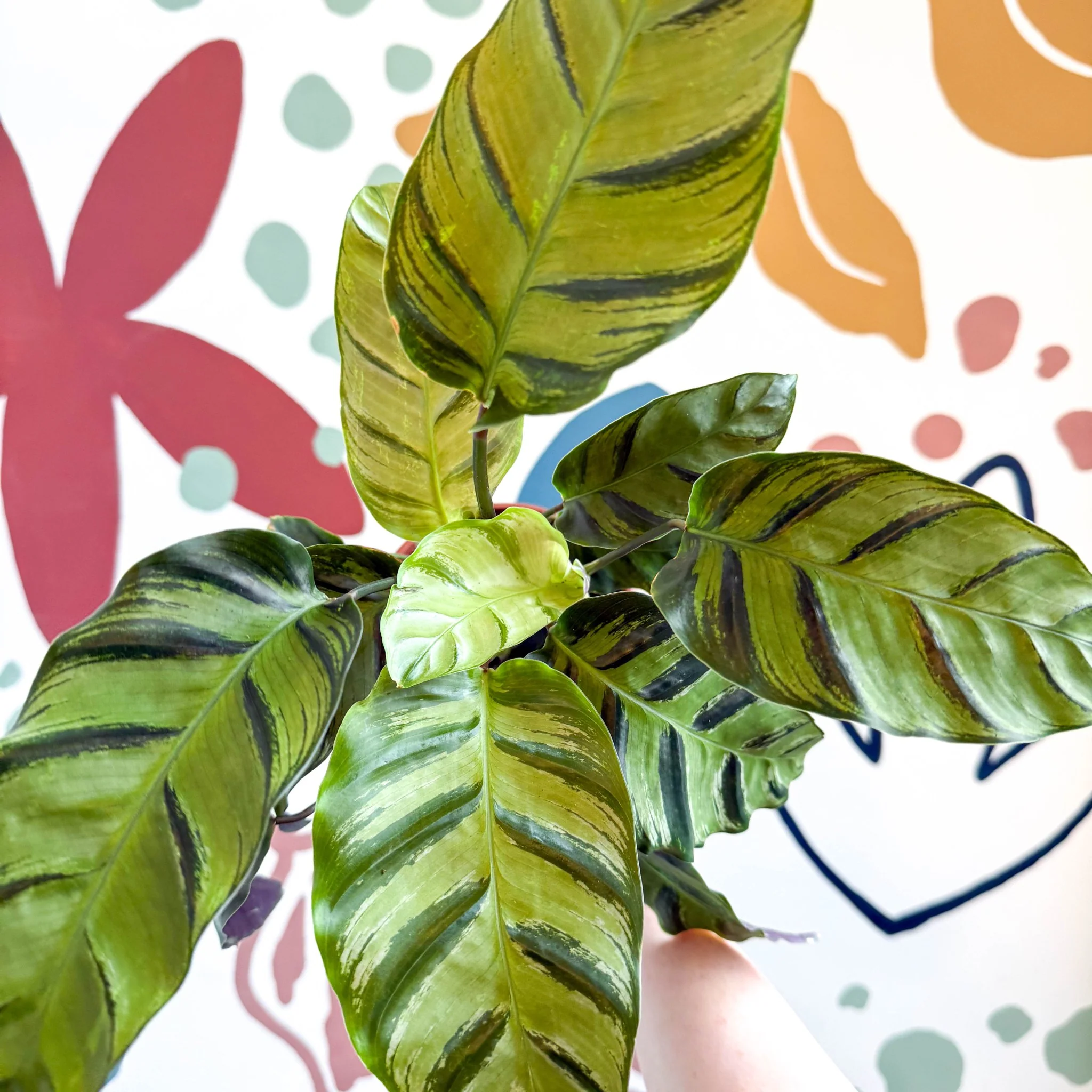 Calathea louisae 'Misto' - Prayer Plant - Image 2