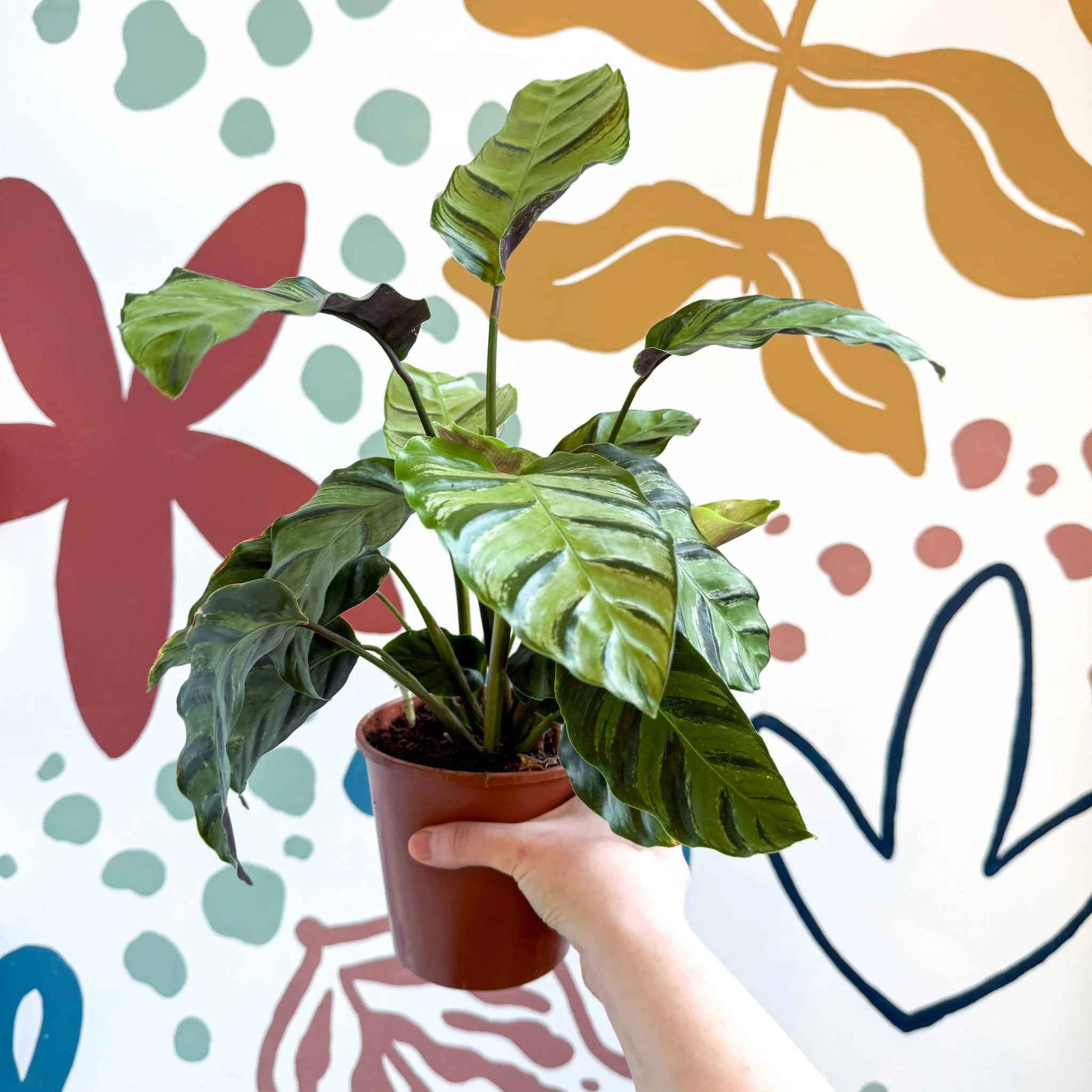 Calathea louisae 'Misto' - Prayer Plant - Image 20
