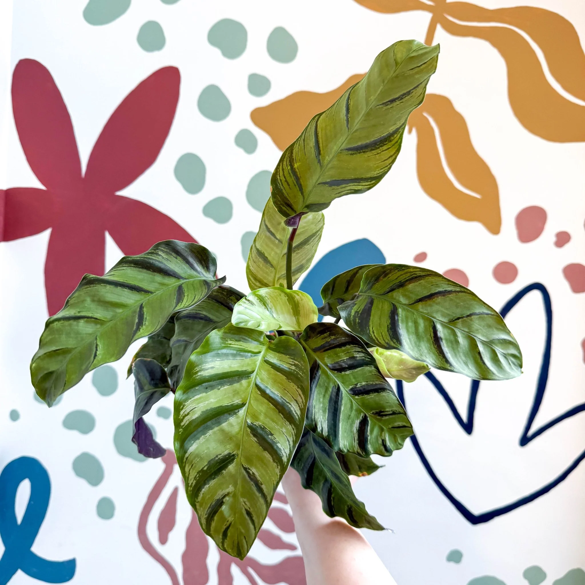 Calathea louisae 'Misto' - Prayer Plant - Image 21