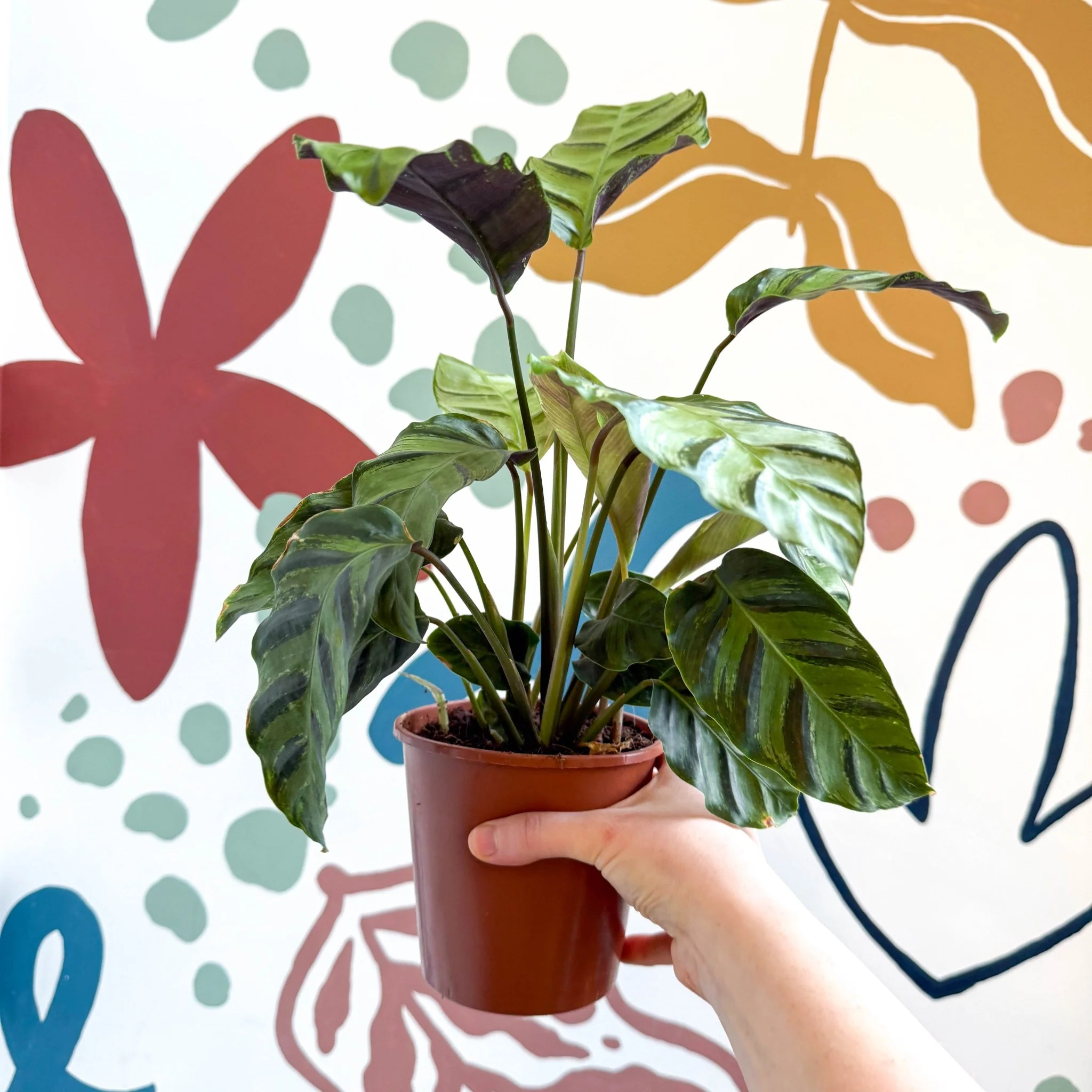Calathea louisae 'Misto' - Prayer Plant - Image 3