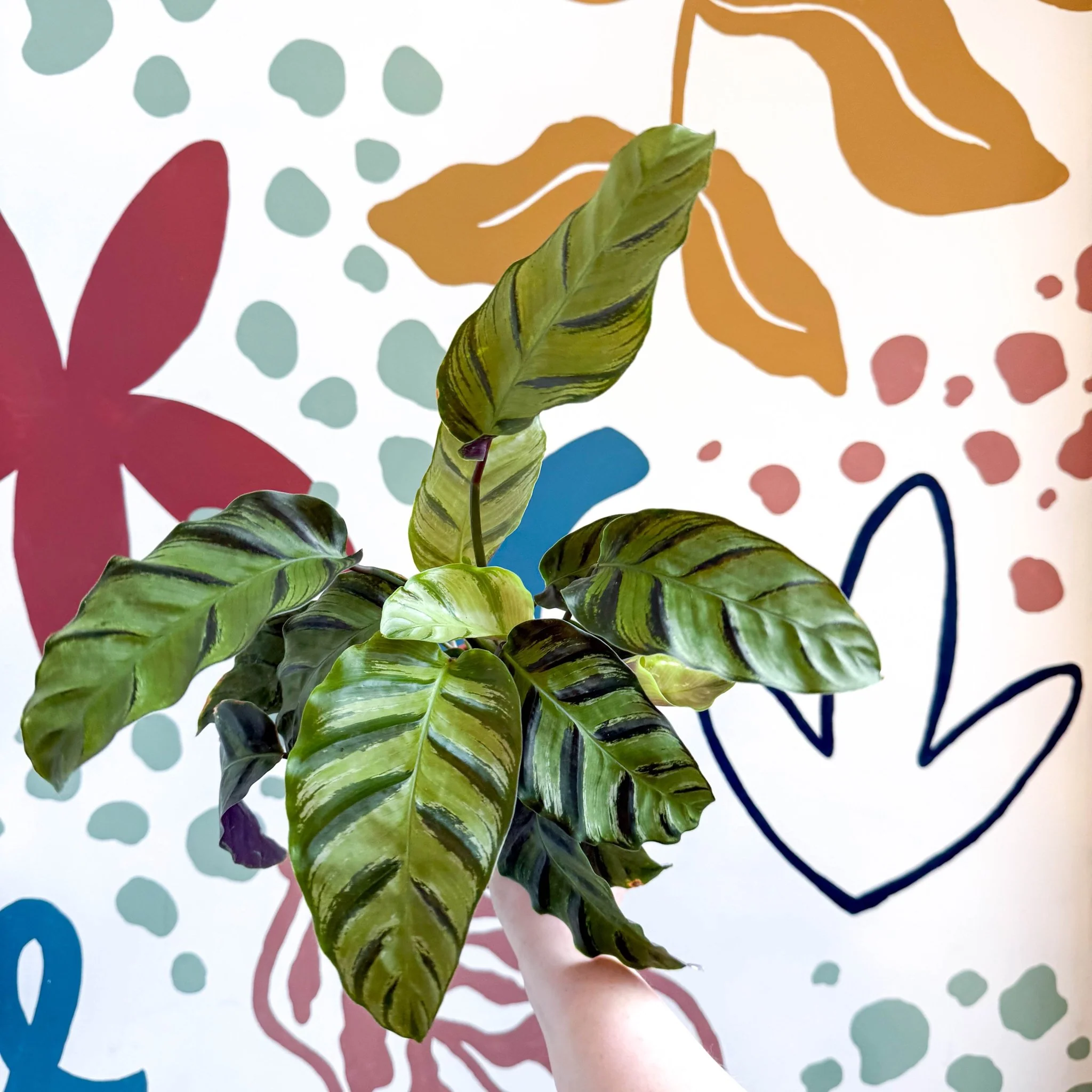 Calathea louisae 'Misto' - Prayer Plant - Image 4