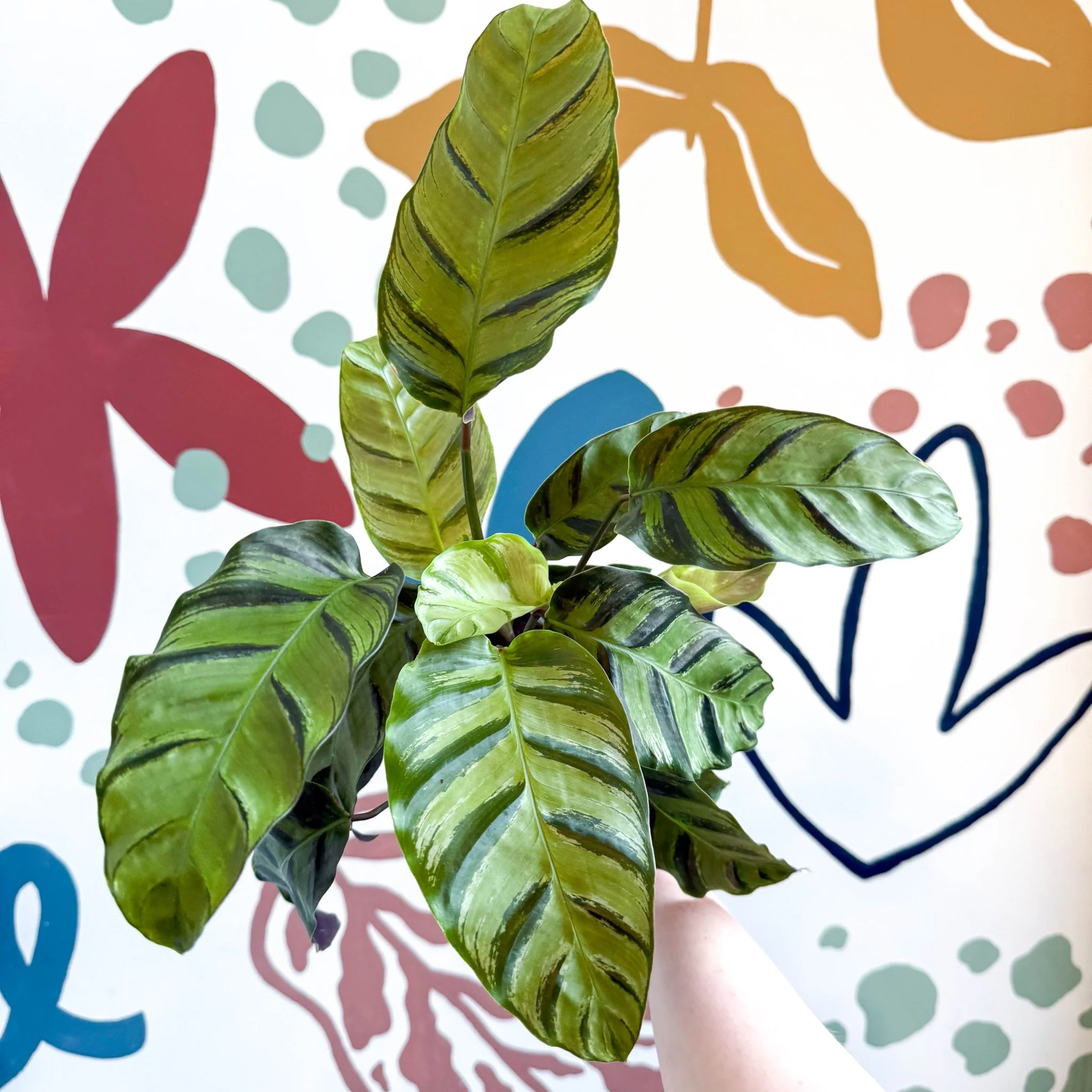 Calathea louisae 'Misto' - Prayer Plant - Image 6