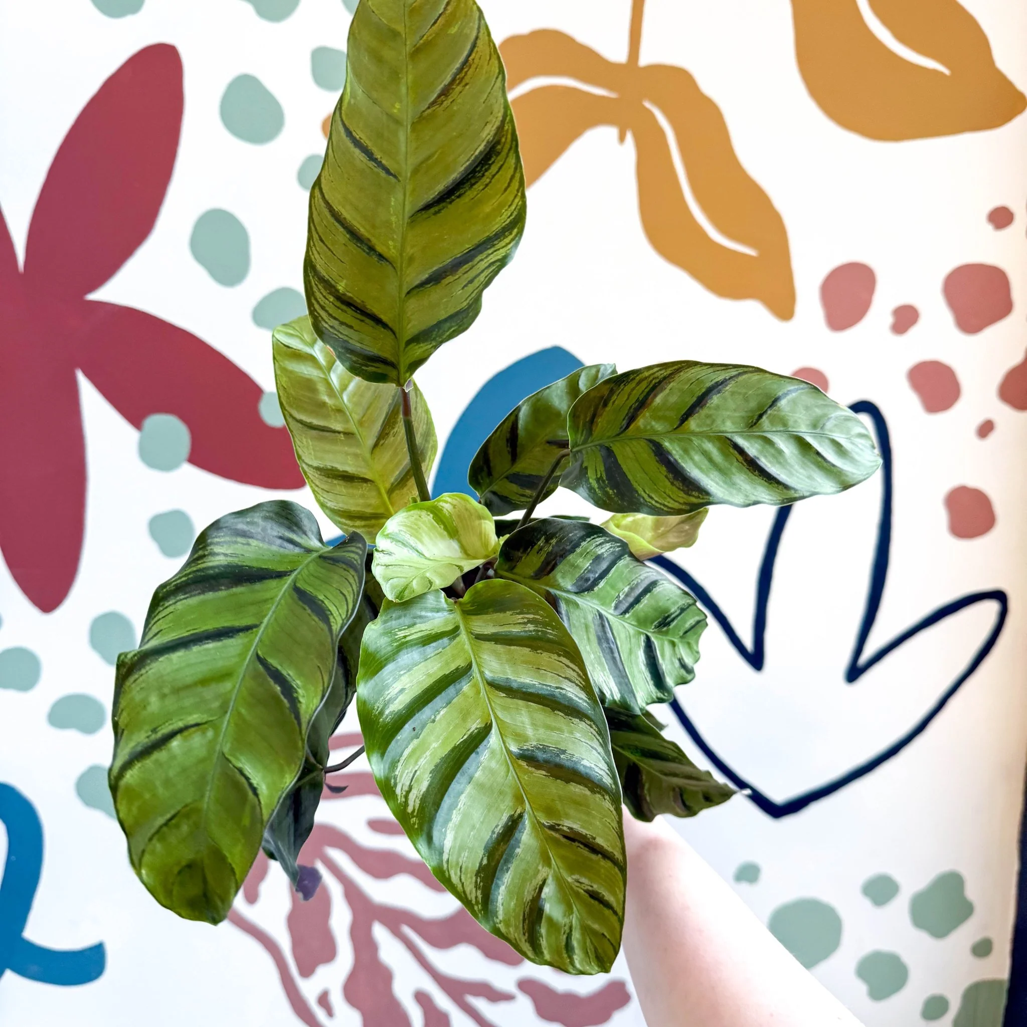Calathea louisae 'Misto' - Prayer Plant - Image 7