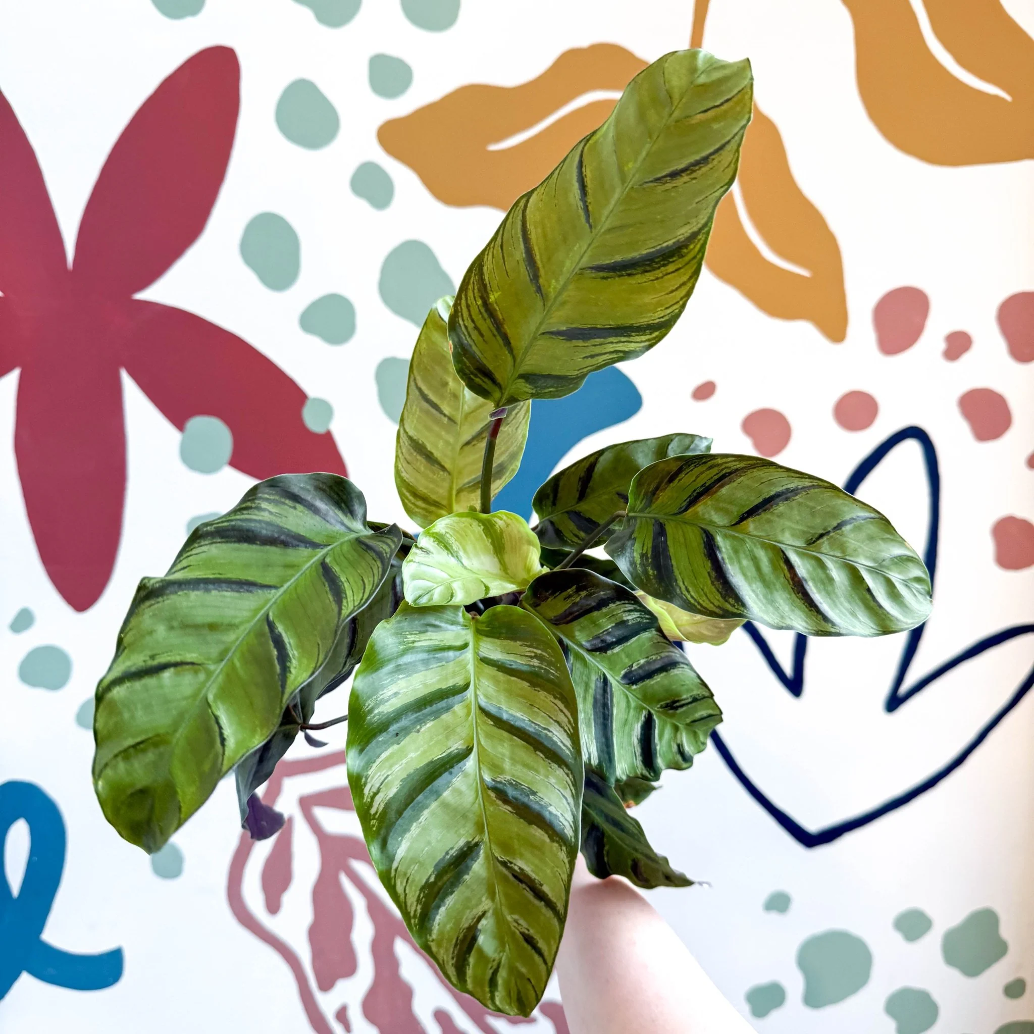 Calathea louisae 'Misto' - Prayer Plant - Image 9