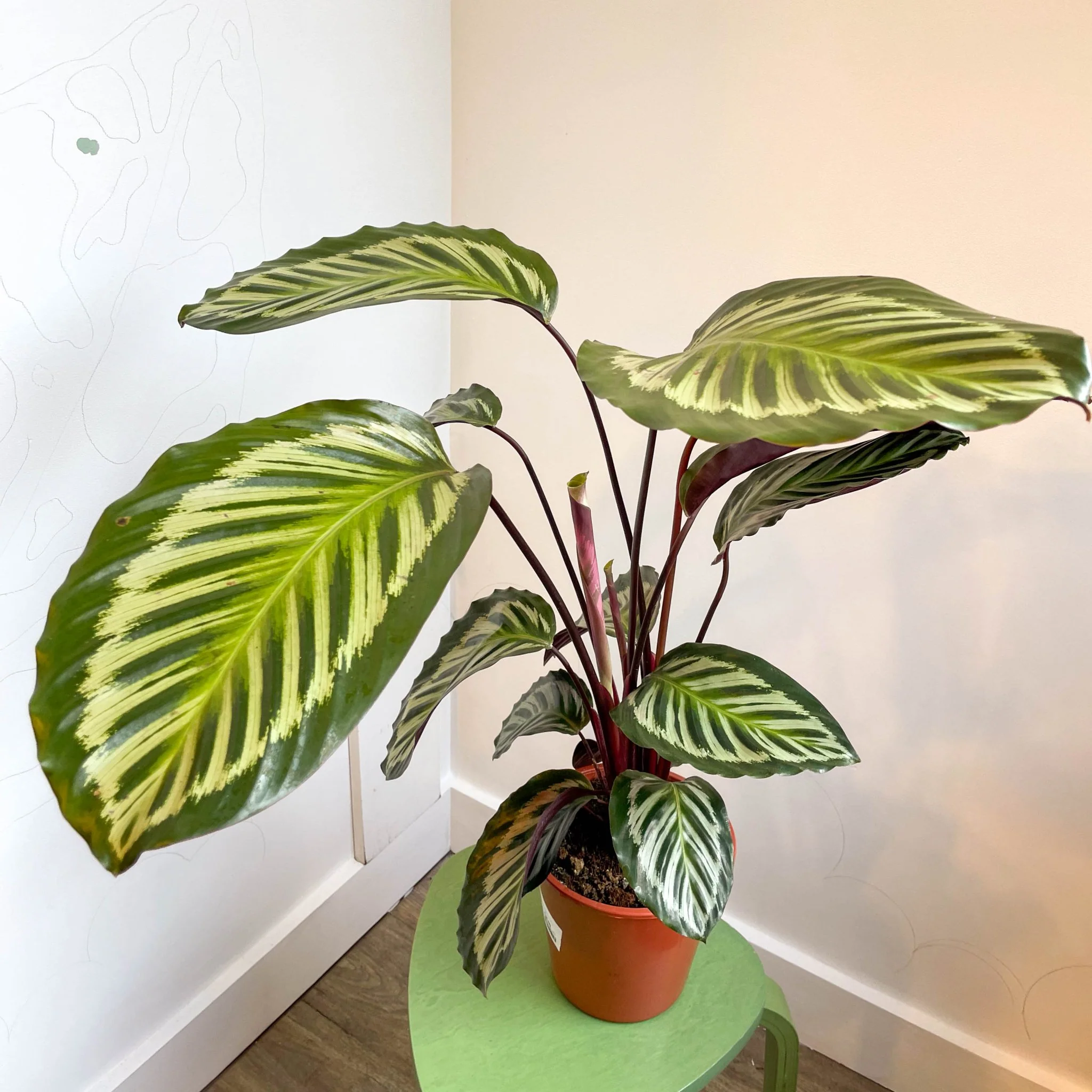 Calathea roseopicta