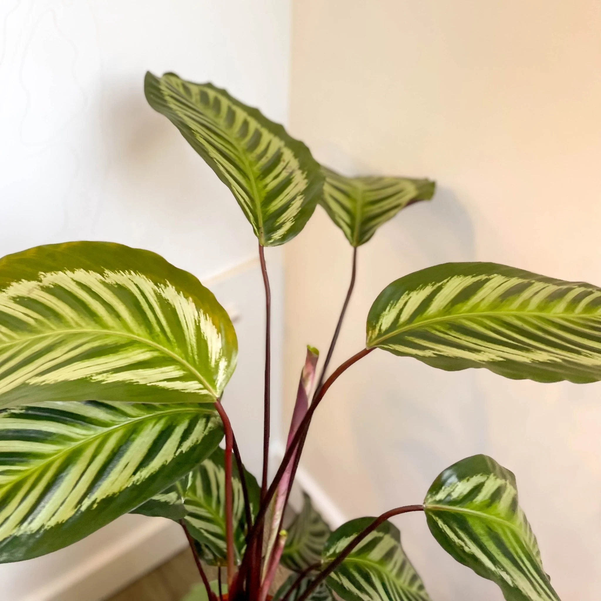 Calathea roseopicta - Image 10