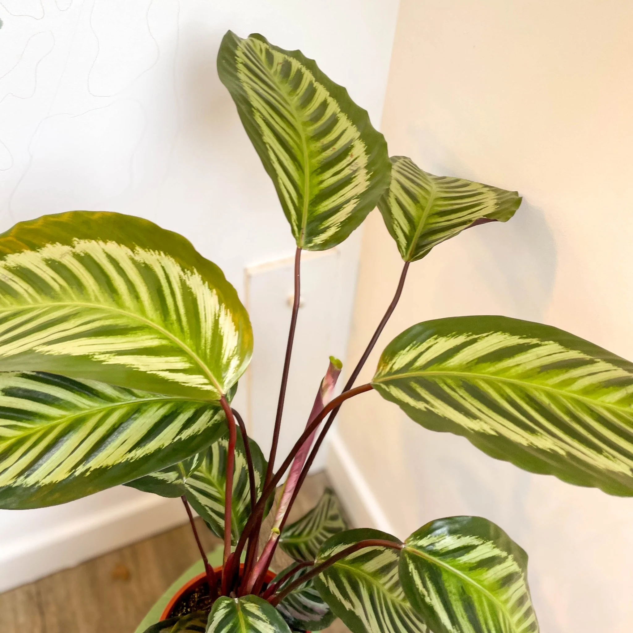 Calathea roseopicta - Image 11